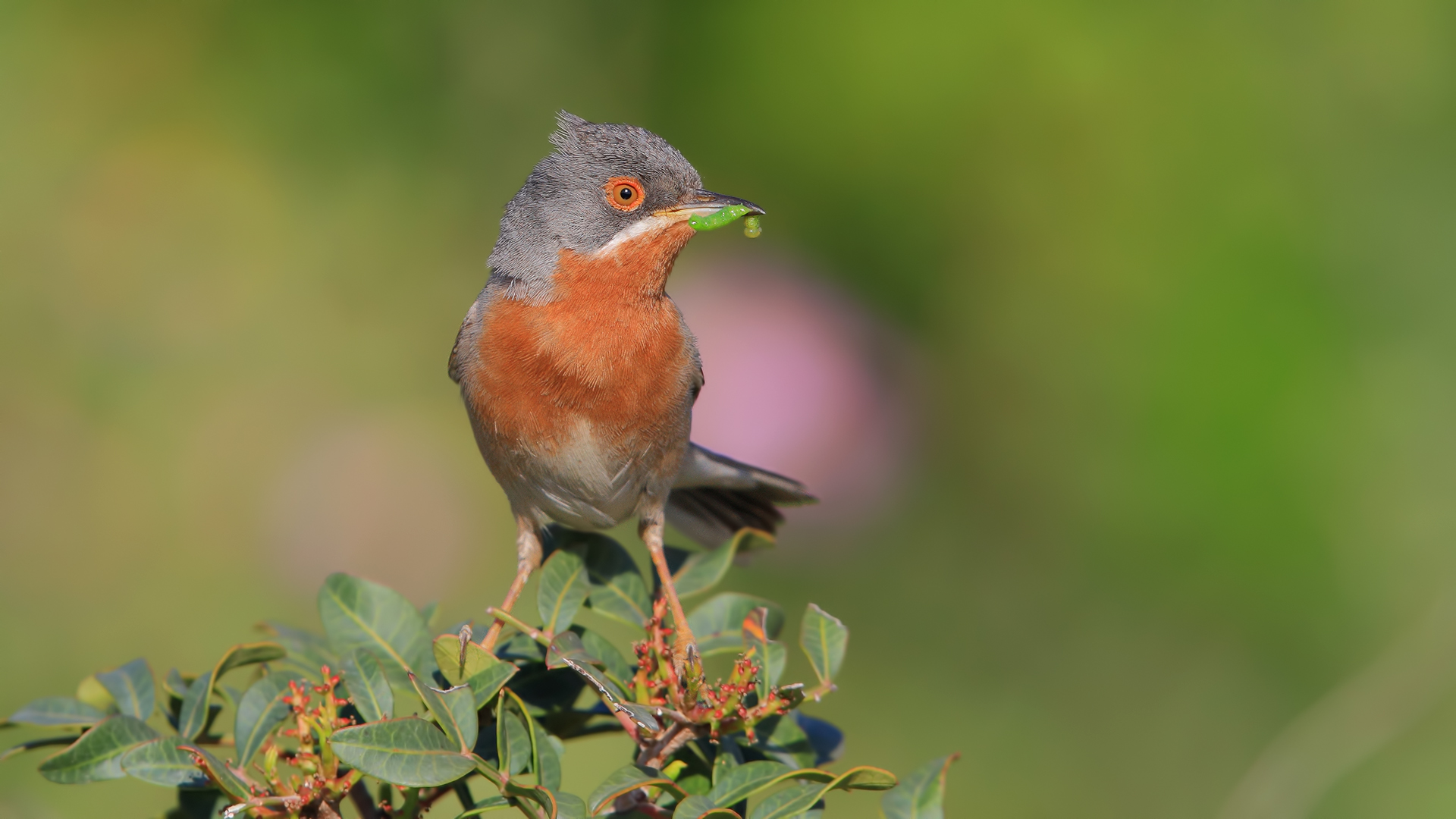 Bıyıklı ötleğen » Subalpine Warbler » Sylvia cantillans