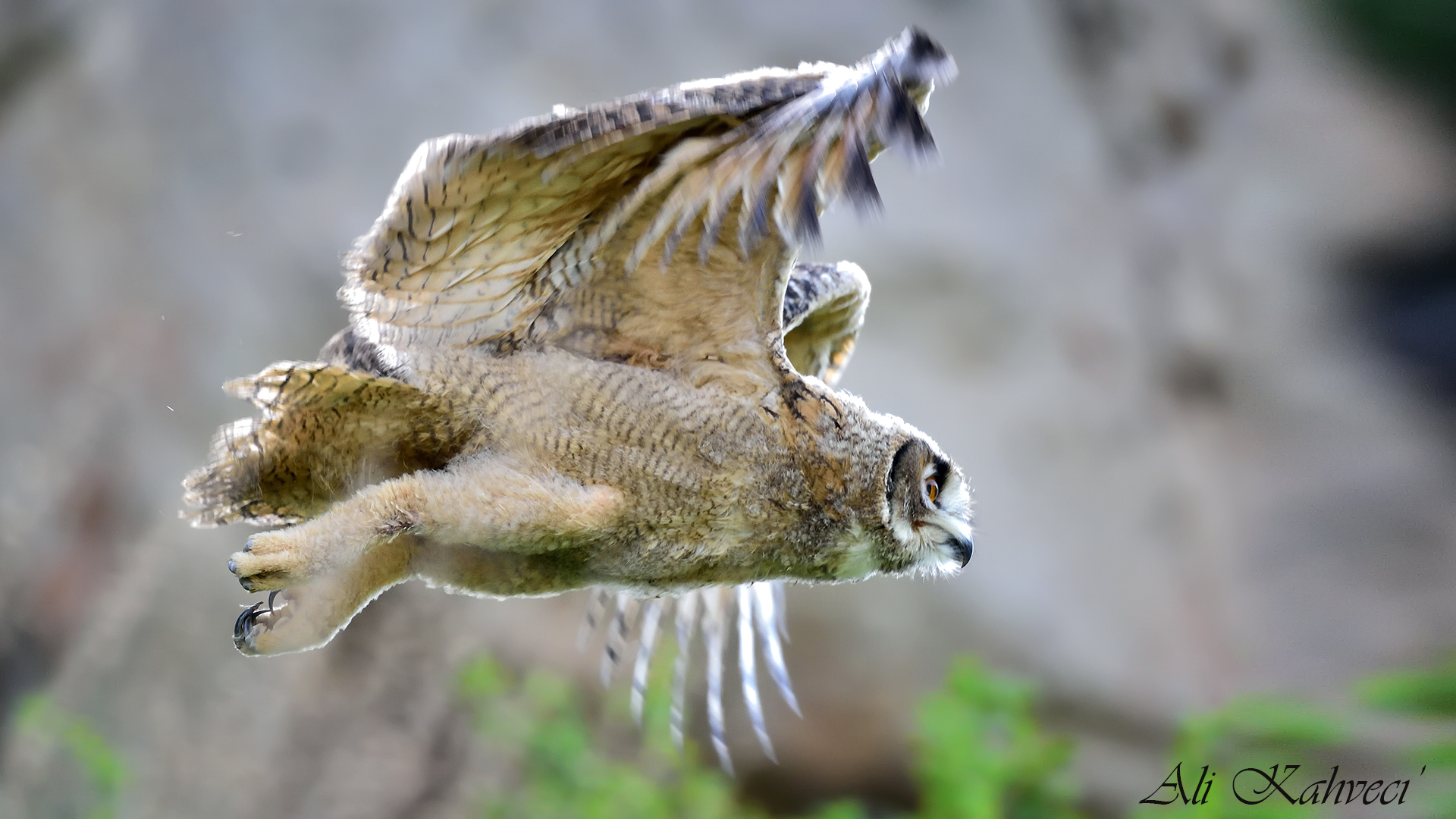 Puhu » Eurasian Eagle-Owl » Bubo bubo