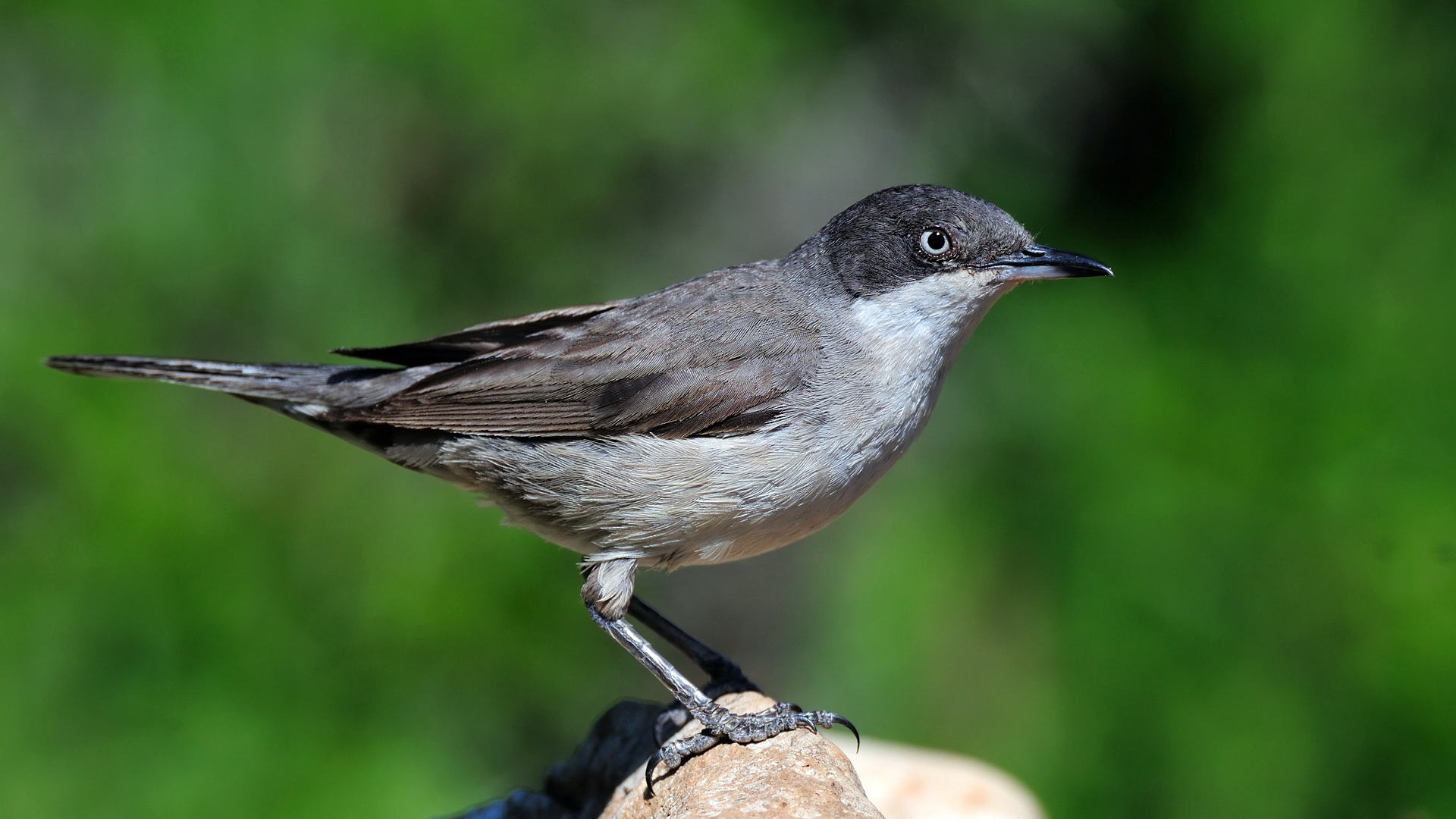 Akgözlü ötleğen » Eastern Orphean Warbler » Sylvia crassirostris