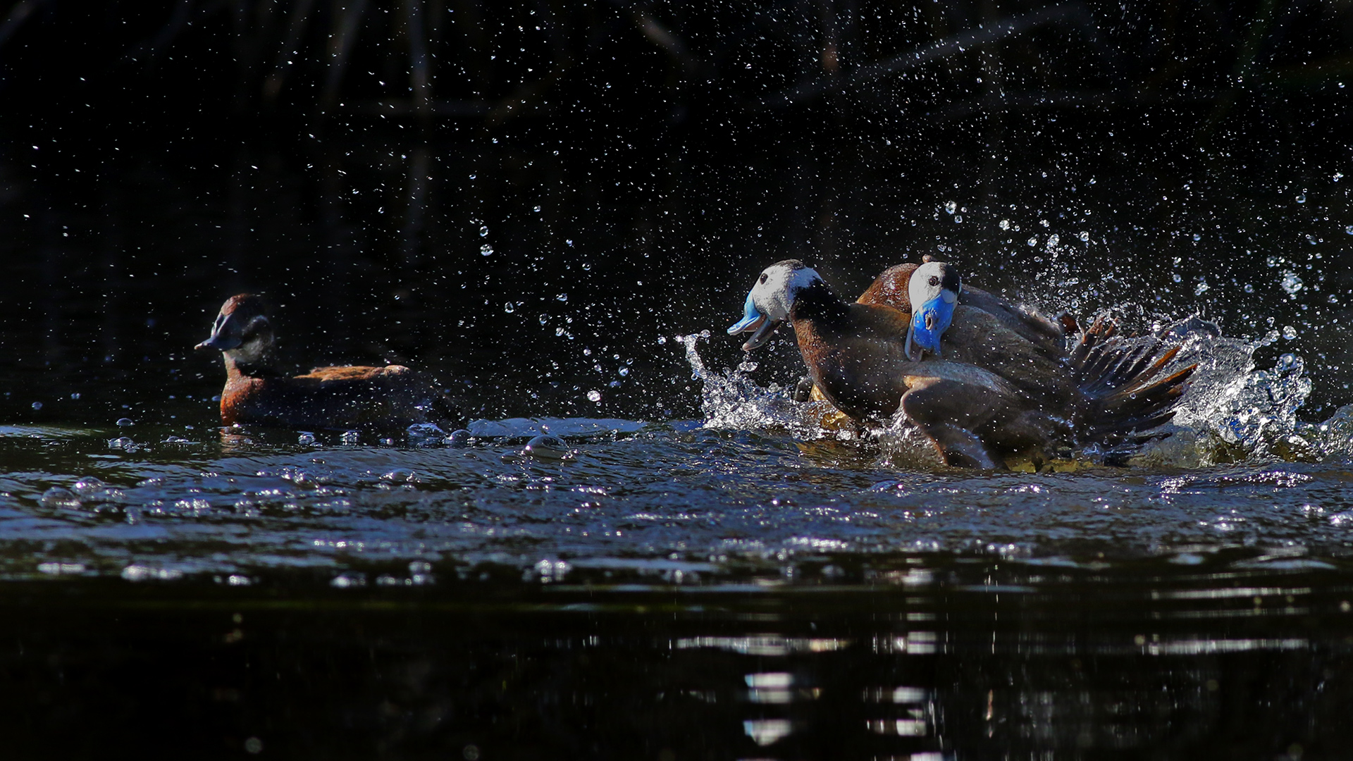 Dikkuyruk » White-headed Duck » Oxyura leucocephala