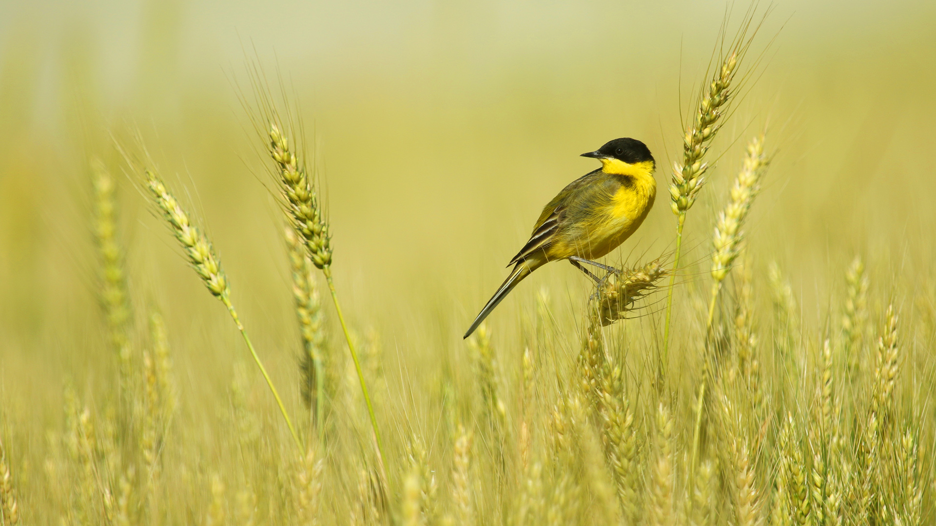 Sarı kuyruksallayan » Western Yellow Wagtail » Motacilla flava