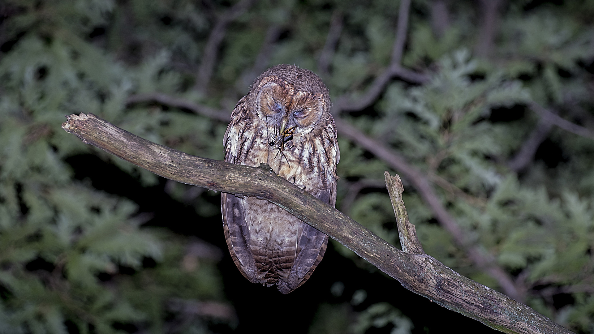 Alaca baykuş » Tawny Owl » Strix aluco