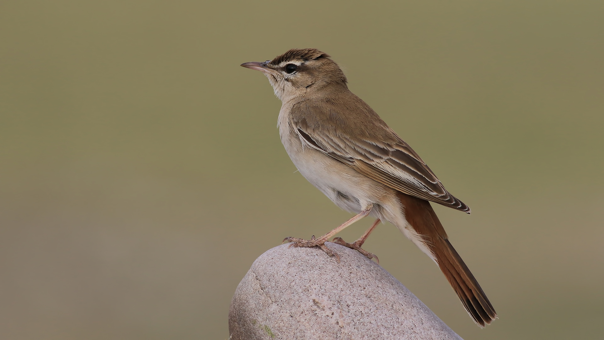 Çalıbülbülü » Rufous-tailed Scrub Robin » Cercotrichas galactotes