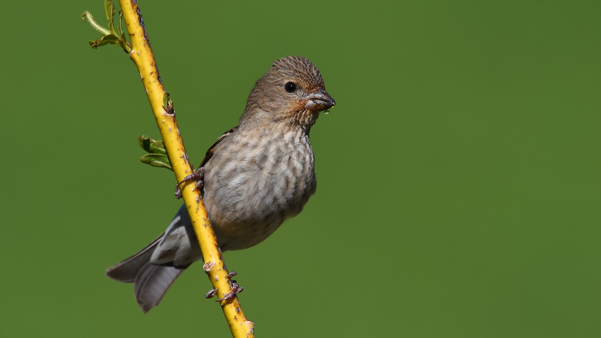 Çütre » Common Rosefinch » Carpodacus erythrinus