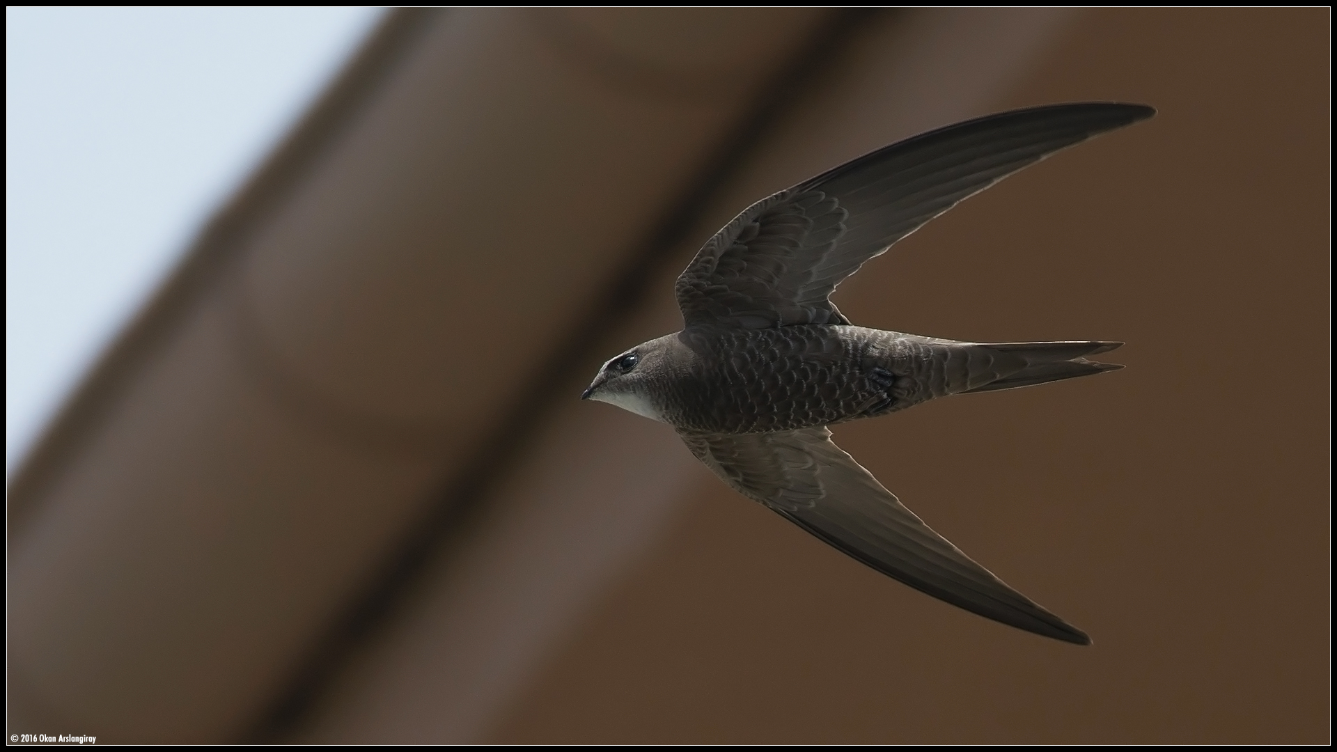 Boz ebabil » Pallid Swift » Apus pallidus