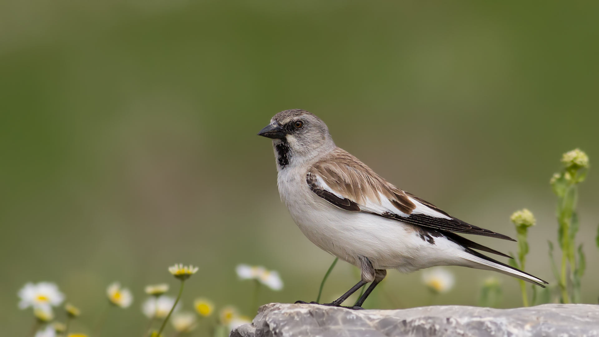 Kar serçesi » White-winged Snowfinch » Montifringilla nivalis