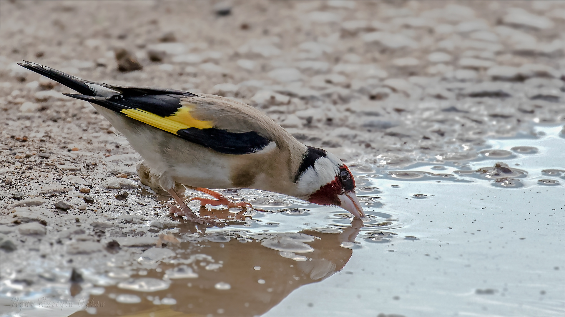 Saka » European Goldfinch » Carduelis carduelis