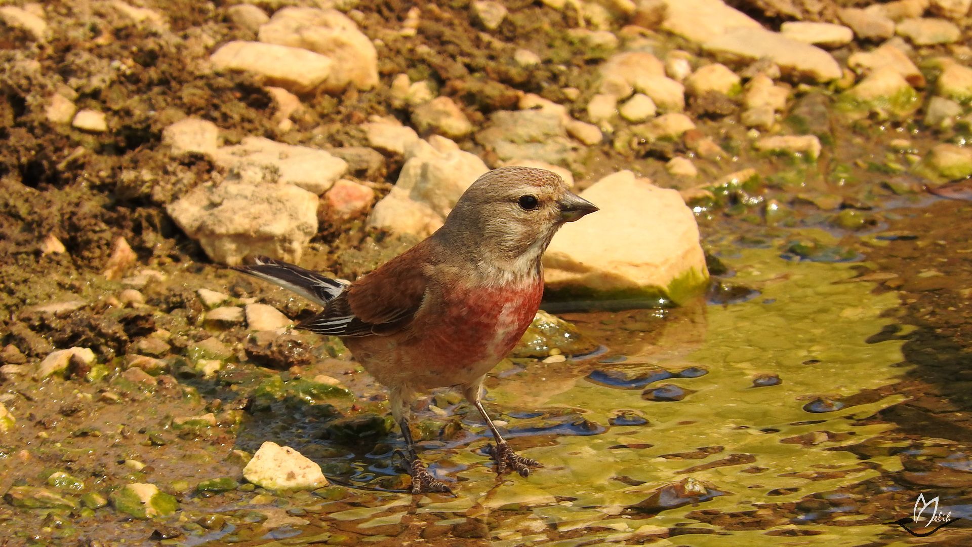 Ketenkuşu