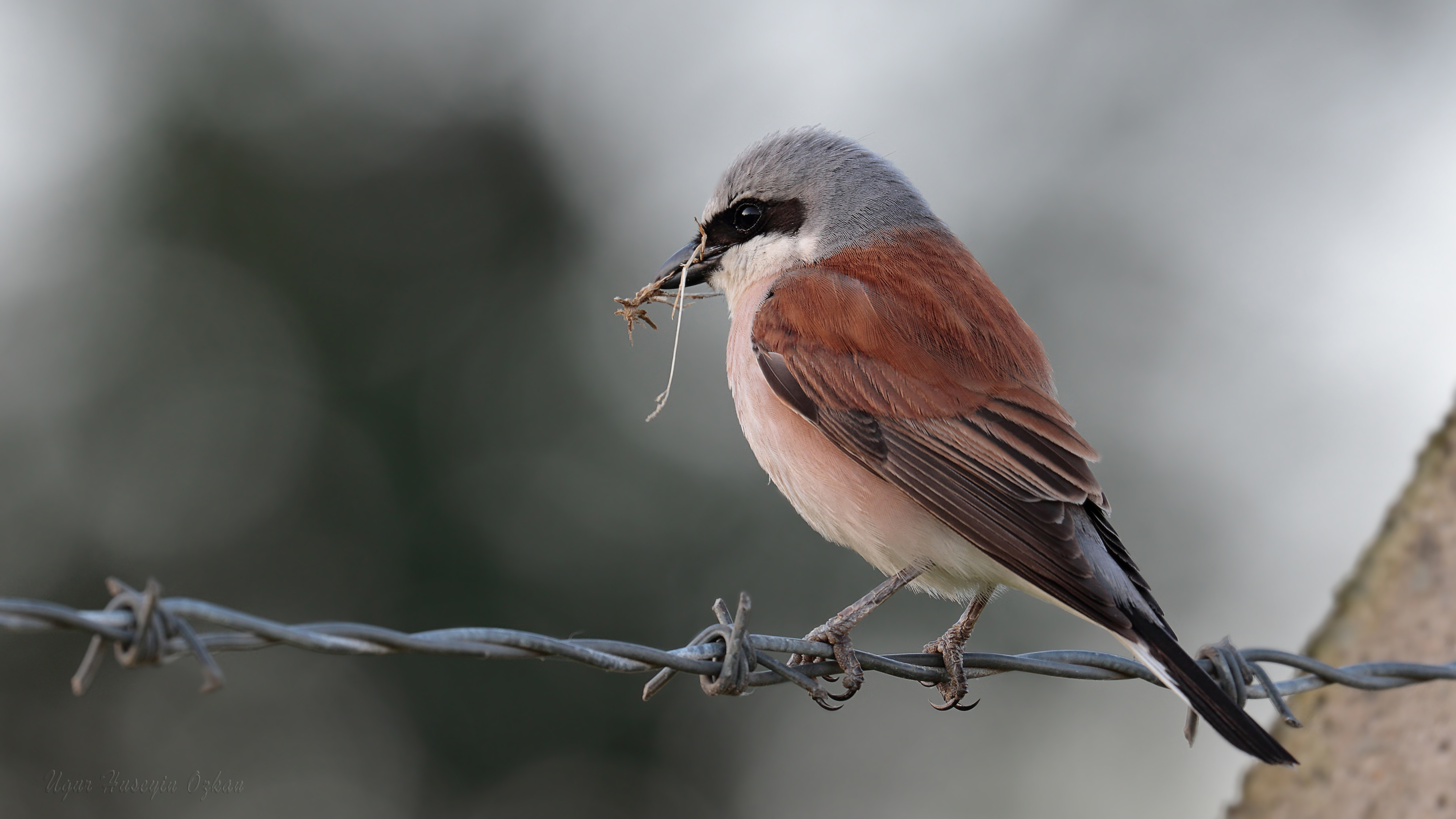 Kızılsırtlı örümcekkuşu » Red-backed Shrike » Lanius collurio