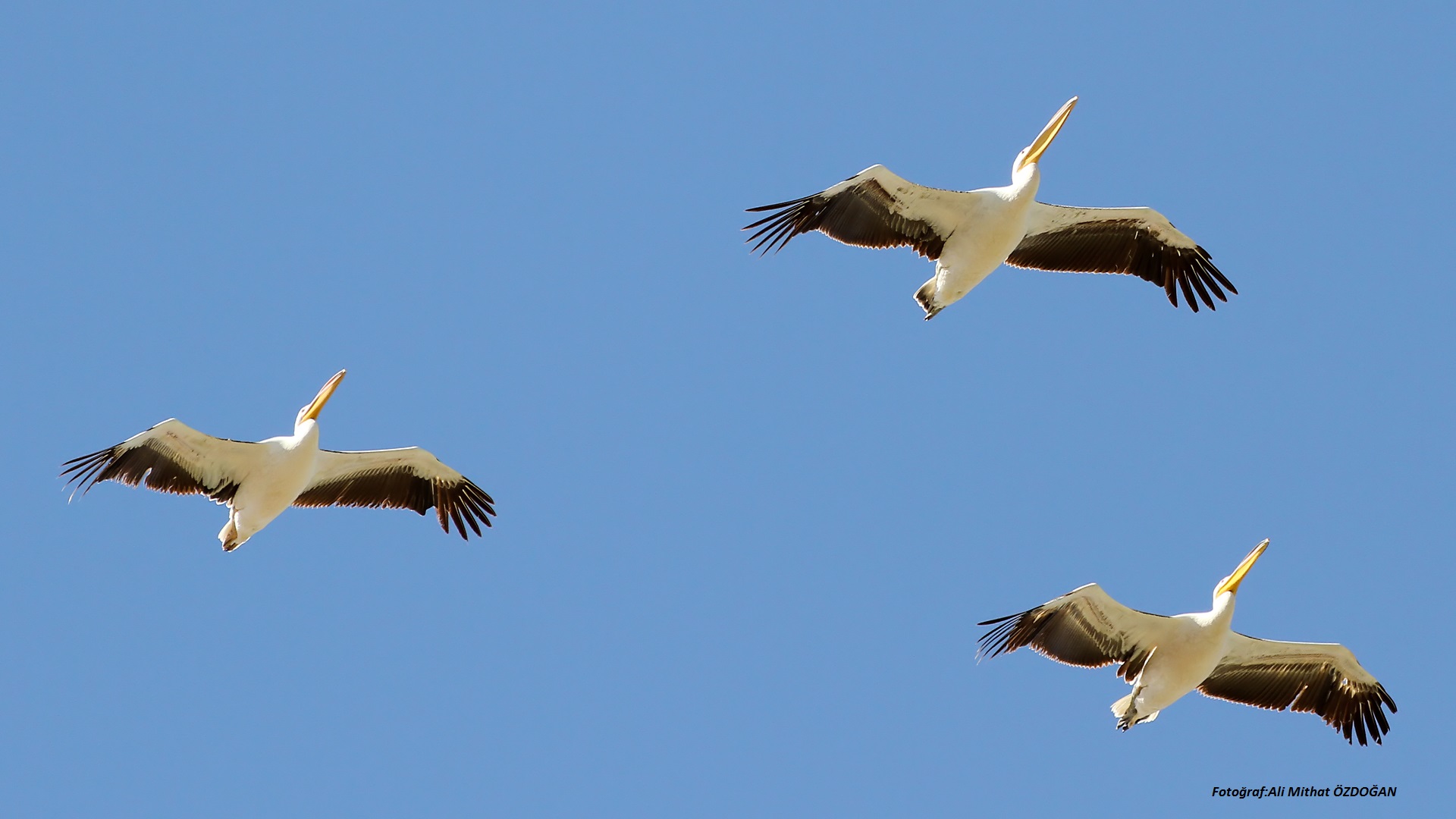 Ak pelikan » Great White Pelican » Pelecanus onocrotalus