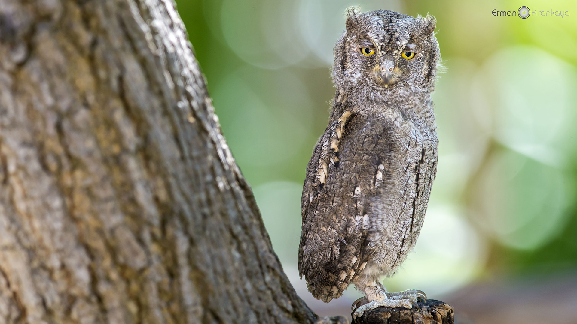 İshakkuşu » Eurasian Scops Owl » Otus scops