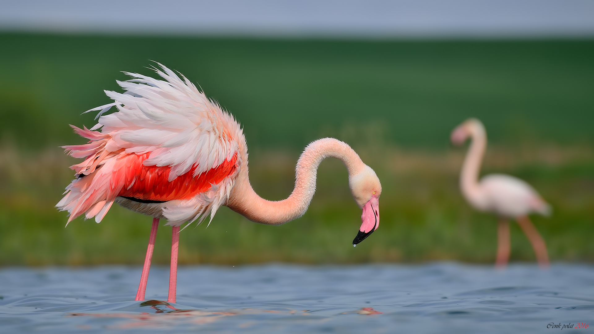 Flamingo