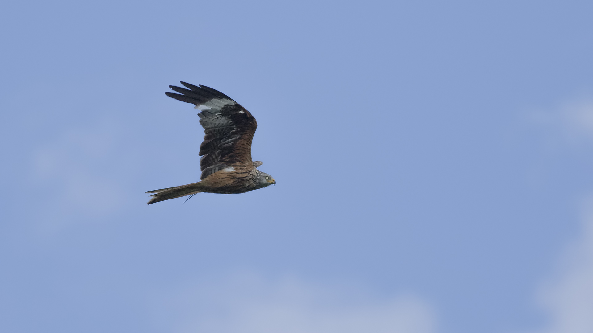 Kızıl çaylak » Red Kite » Milvus milvus