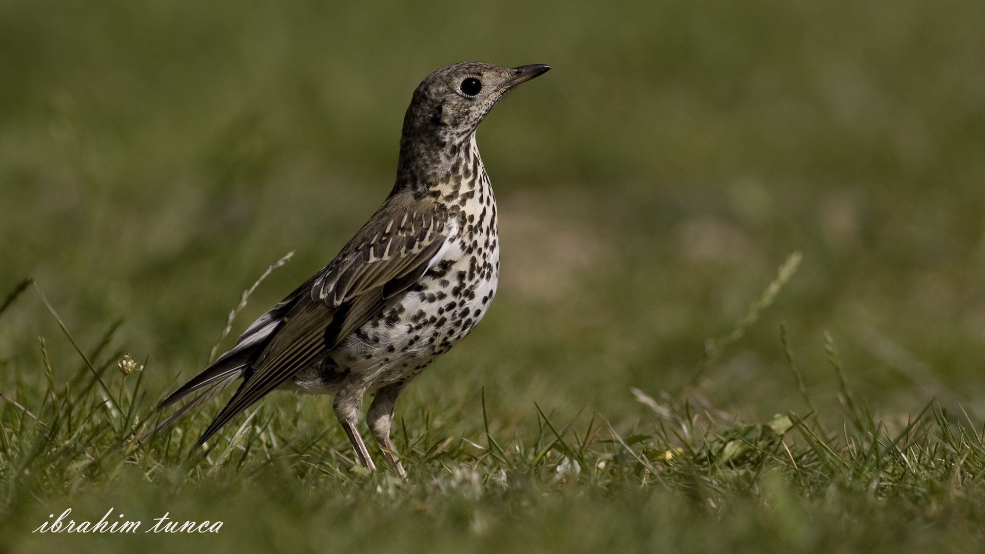 Ökse ardıcı » Mistle Thrush » Turdus viscivorus