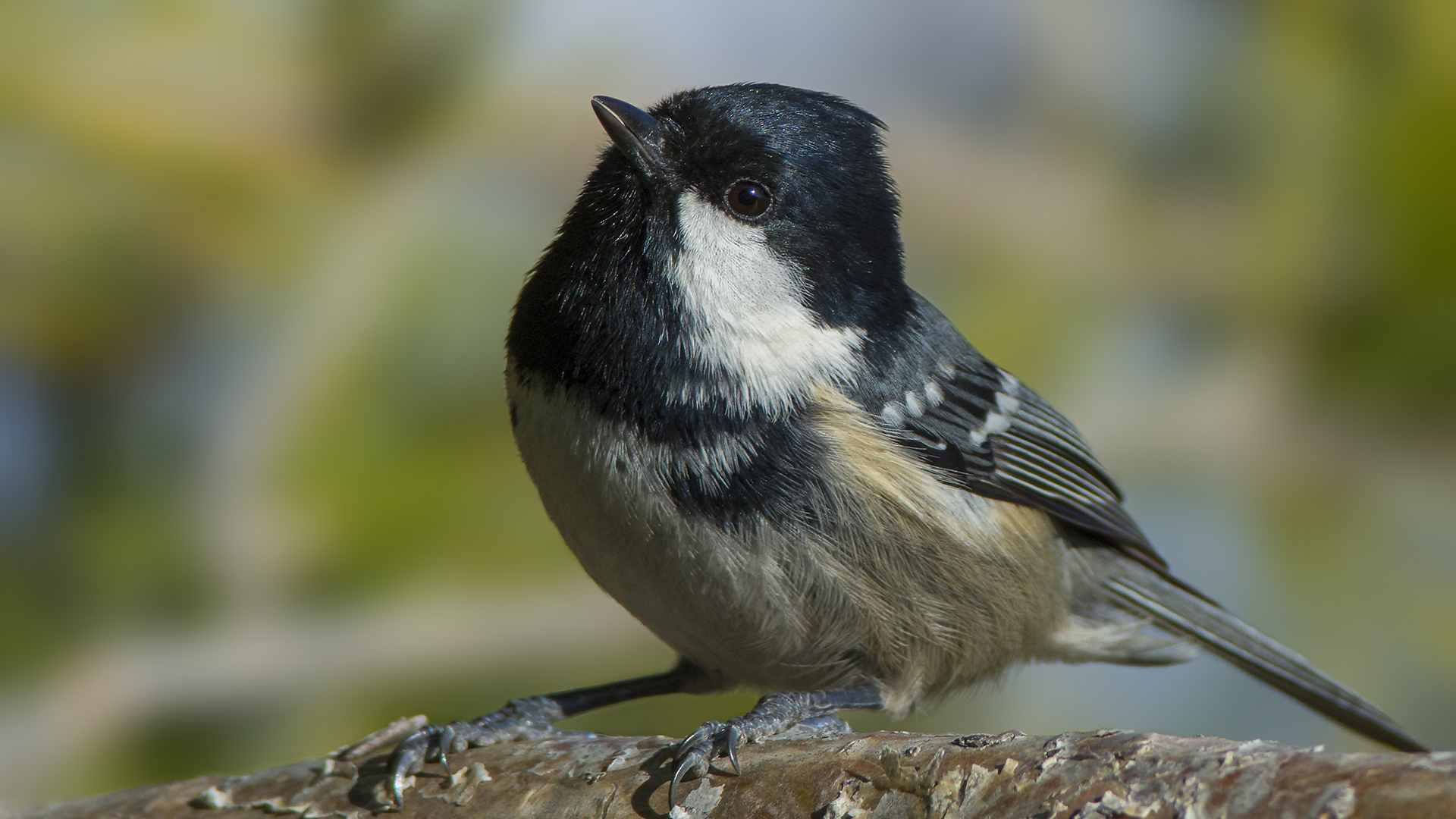 Çam baştankarası » Coal Tit » Periparus ater