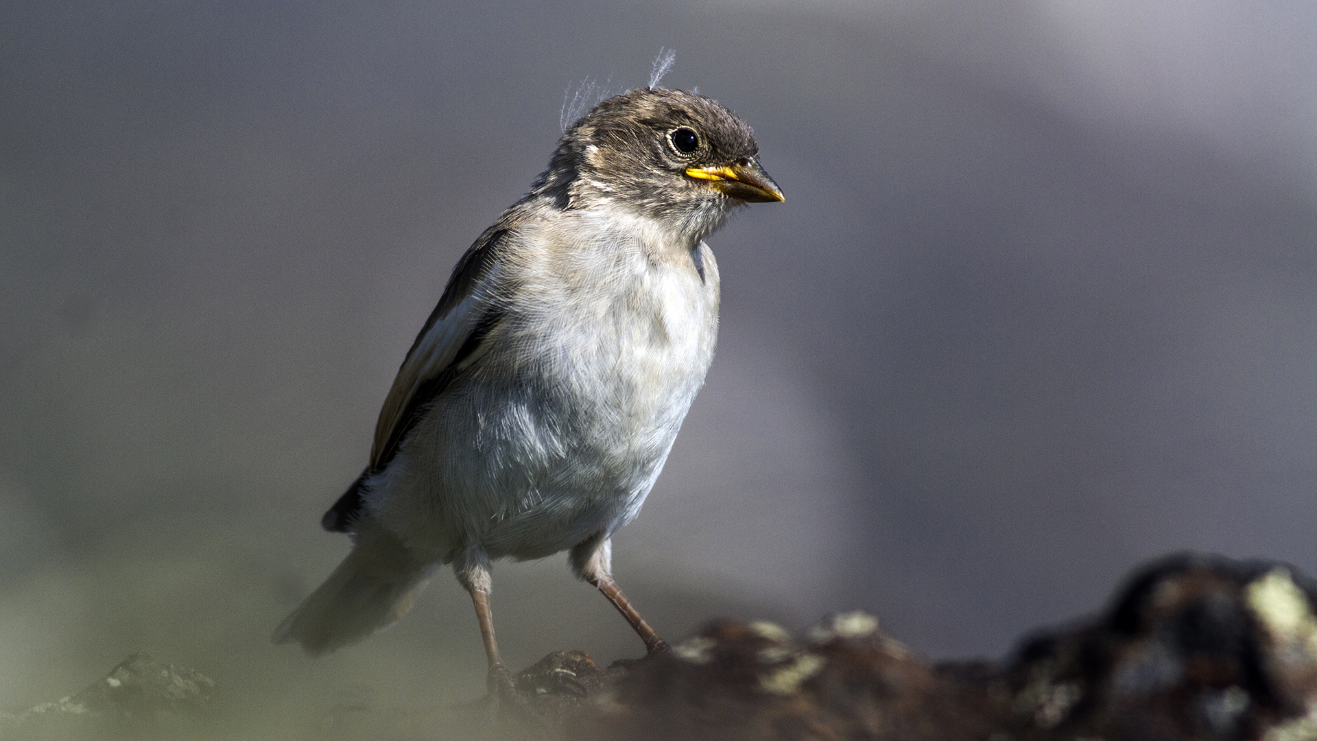 Kar serçesi » White-winged Snowfinch » Montifringilla nivalis