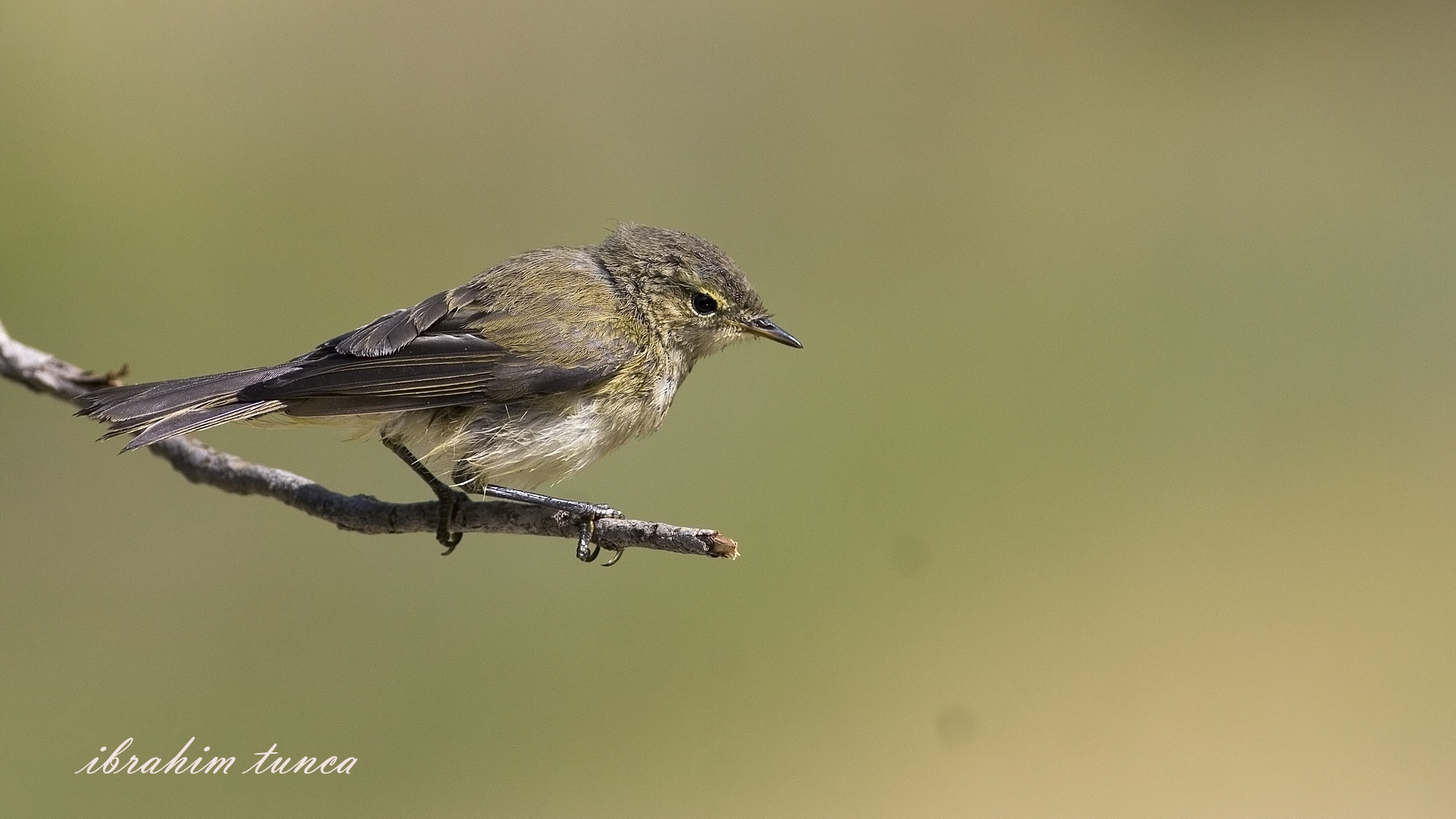 Boz çıvgın » Eastern Bonelli`s Warbler » Phylloscopus orientalis