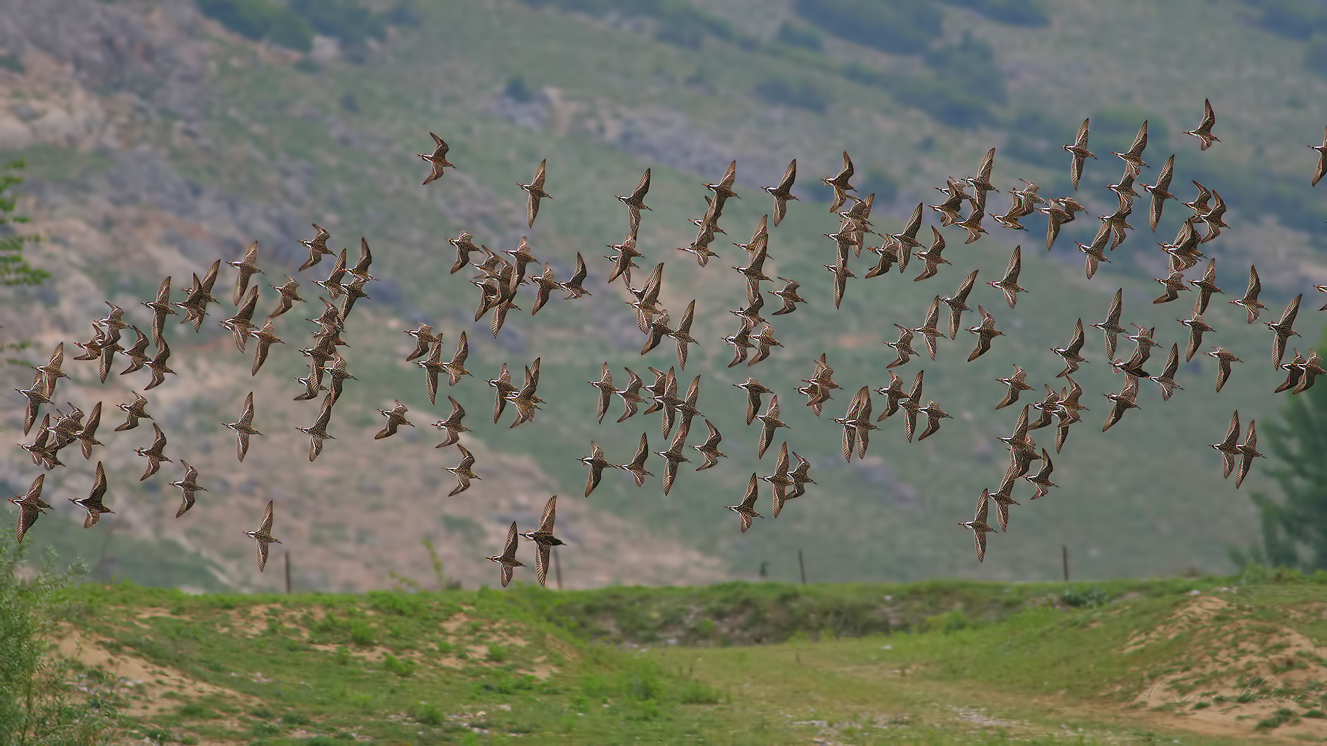 Dövüşkenkuş