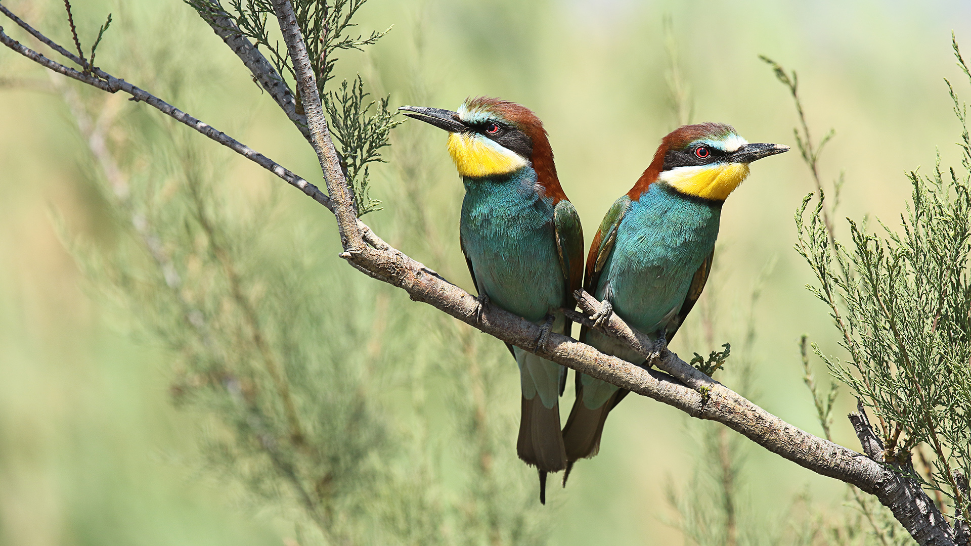 Arıkuşu » European Bee-eater » Merops apiaster