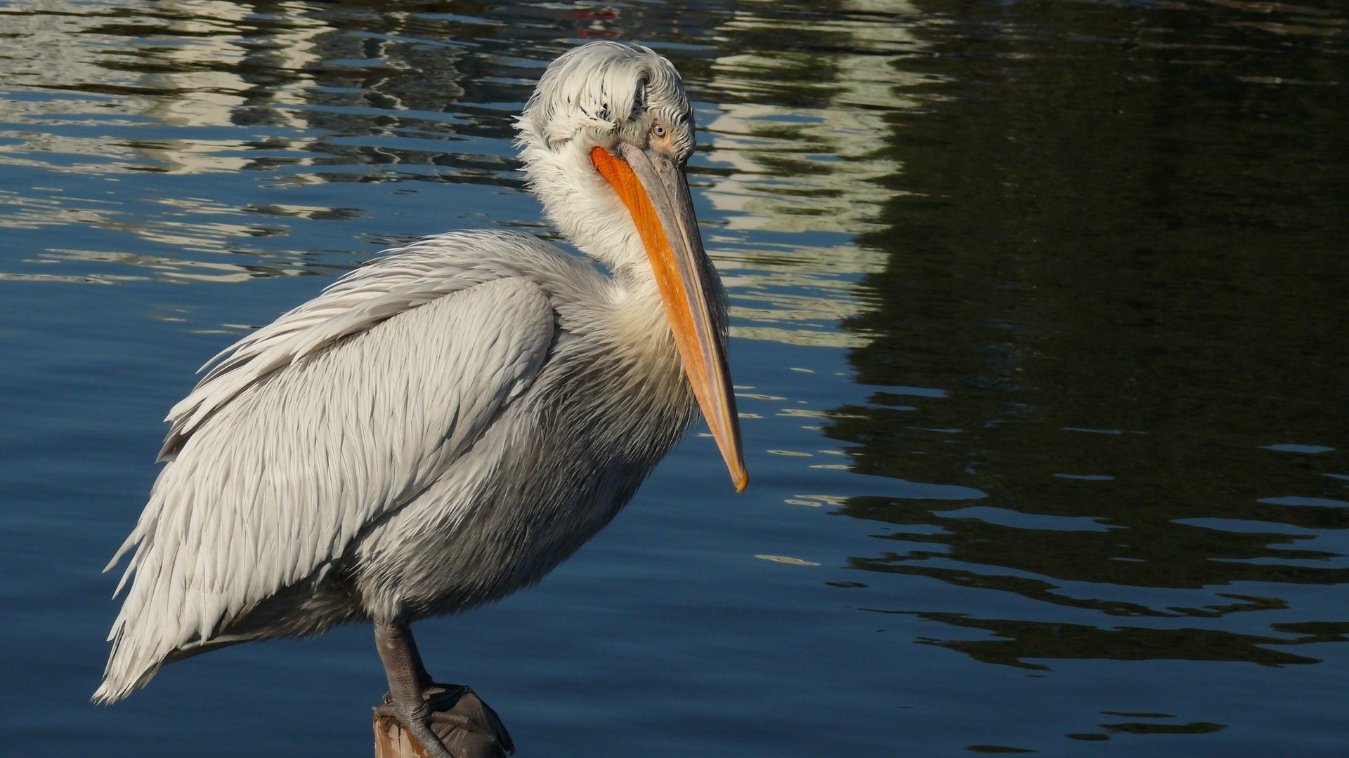 Tepeli pelikan » Dalmatian Pelican » Pelecanus crispus