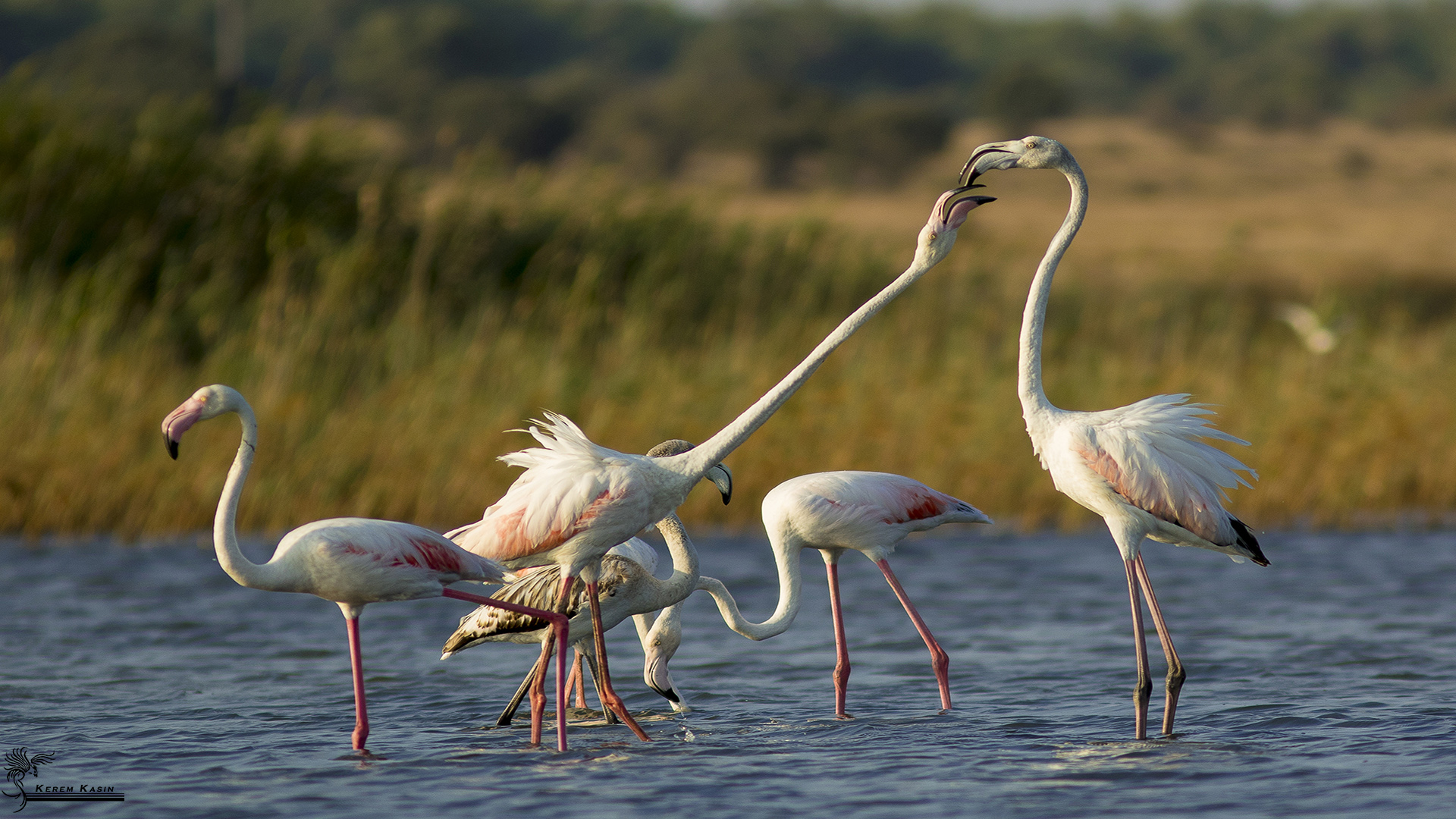 Flamingo » Greater Flamingo » Phoenicopterus roseus