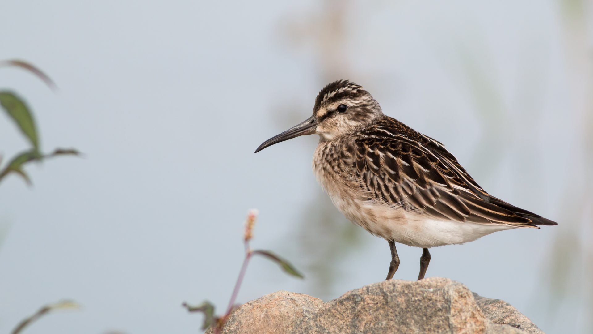 Sürmeli kumkuşu » Broad-billed Sandpiper » Limicola falcinellus