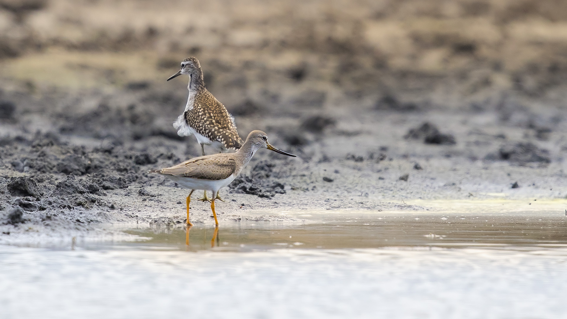 Terek düdükçünü » Terek Sandpiper » Xenus cinereus