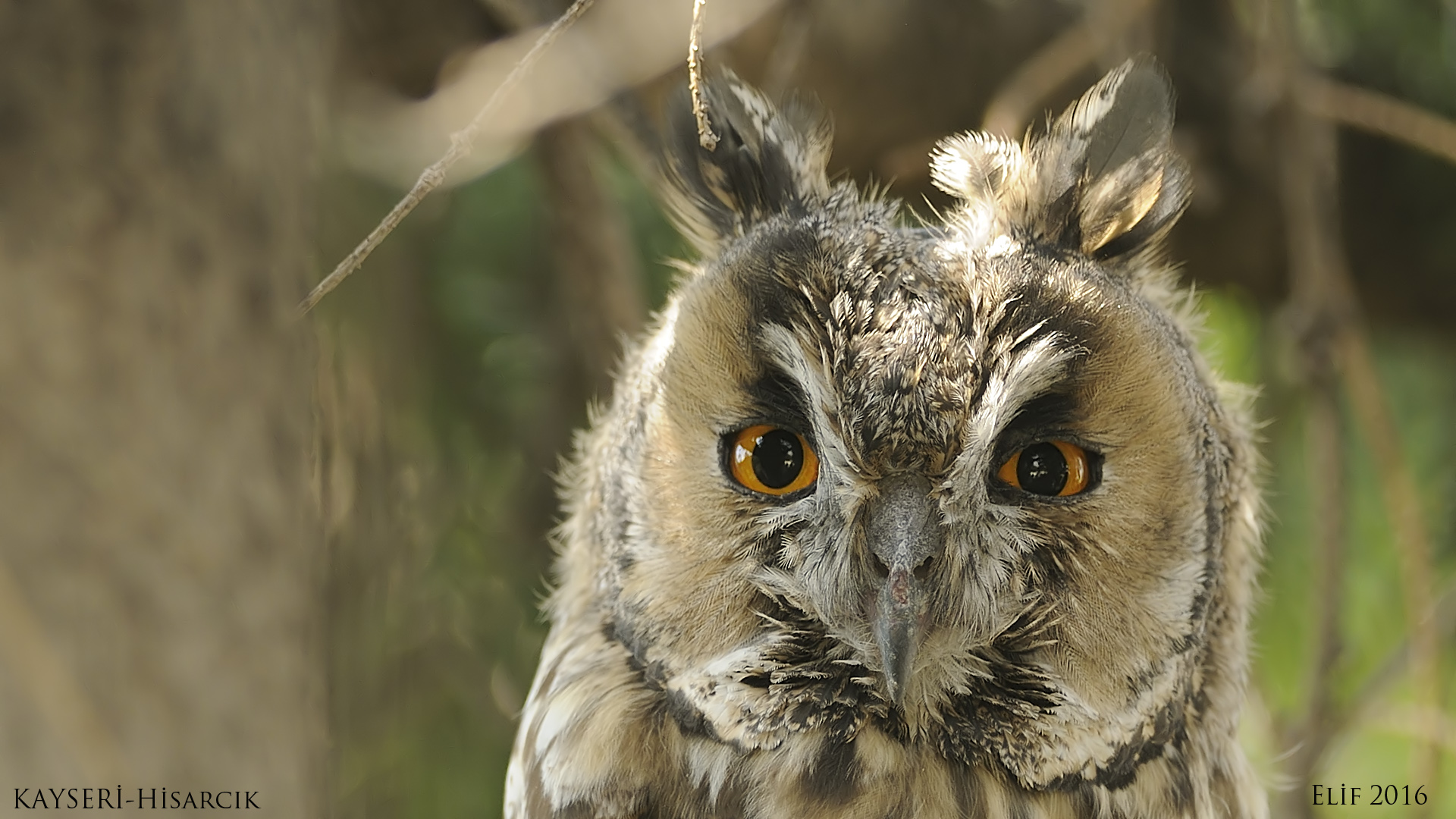 Kulaklı orman baykuşu » Long-eared Owl » Asio otus