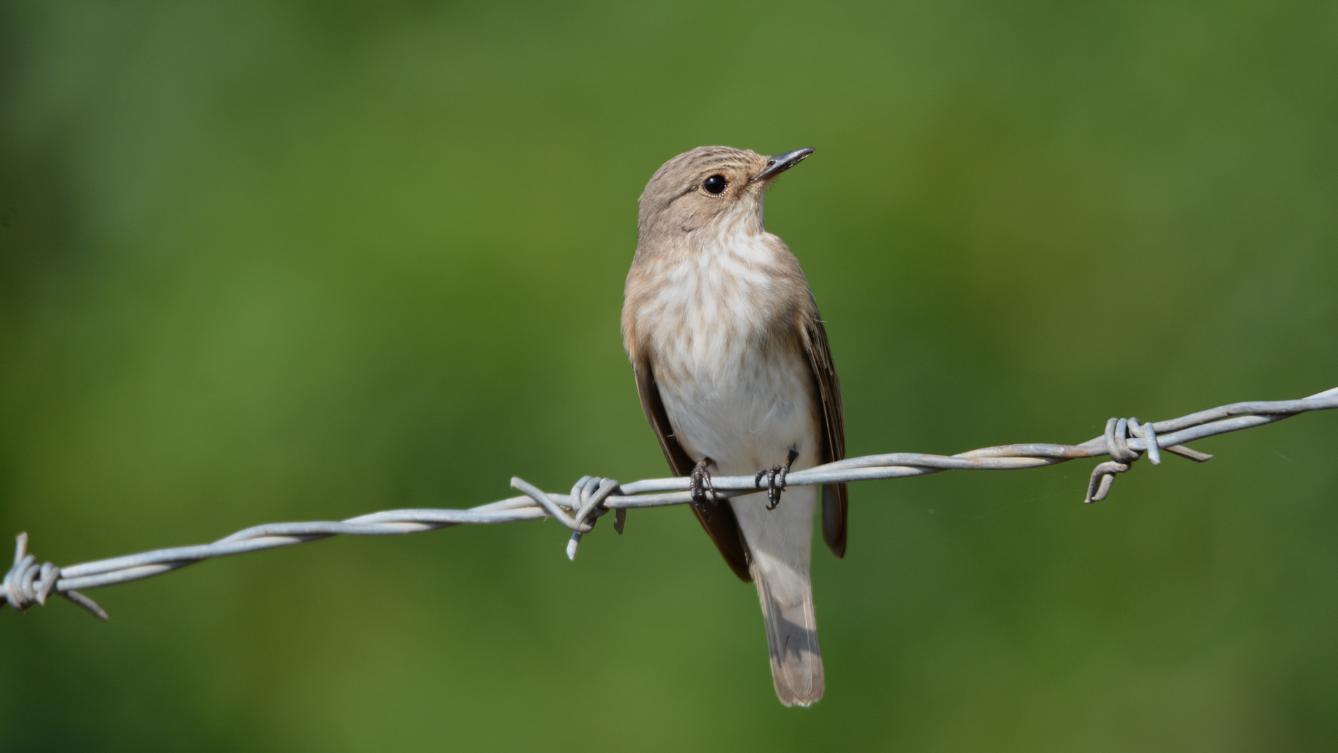 Benekli sinekkapan » Spotted Flycatcher » Muscicapa striata