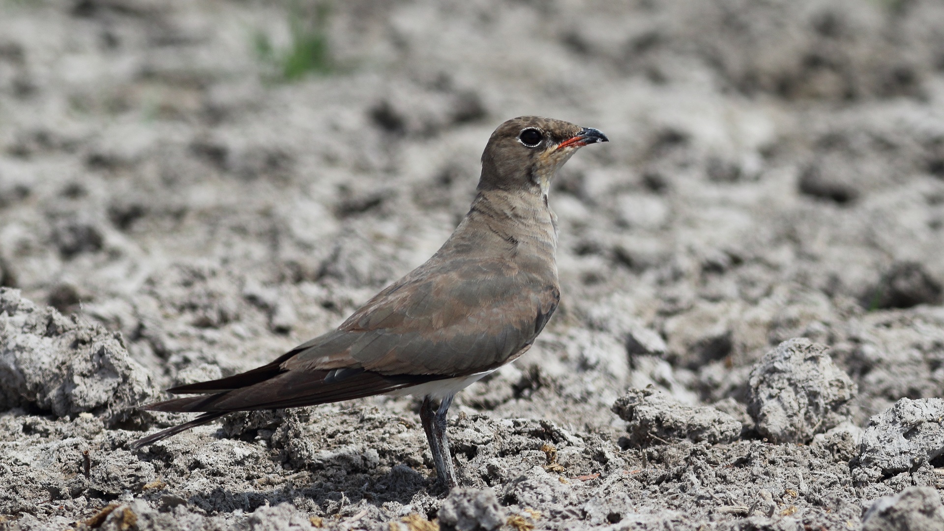 Bataklıkkırlangıcı » Collared Pratincole » Glareola pratincola