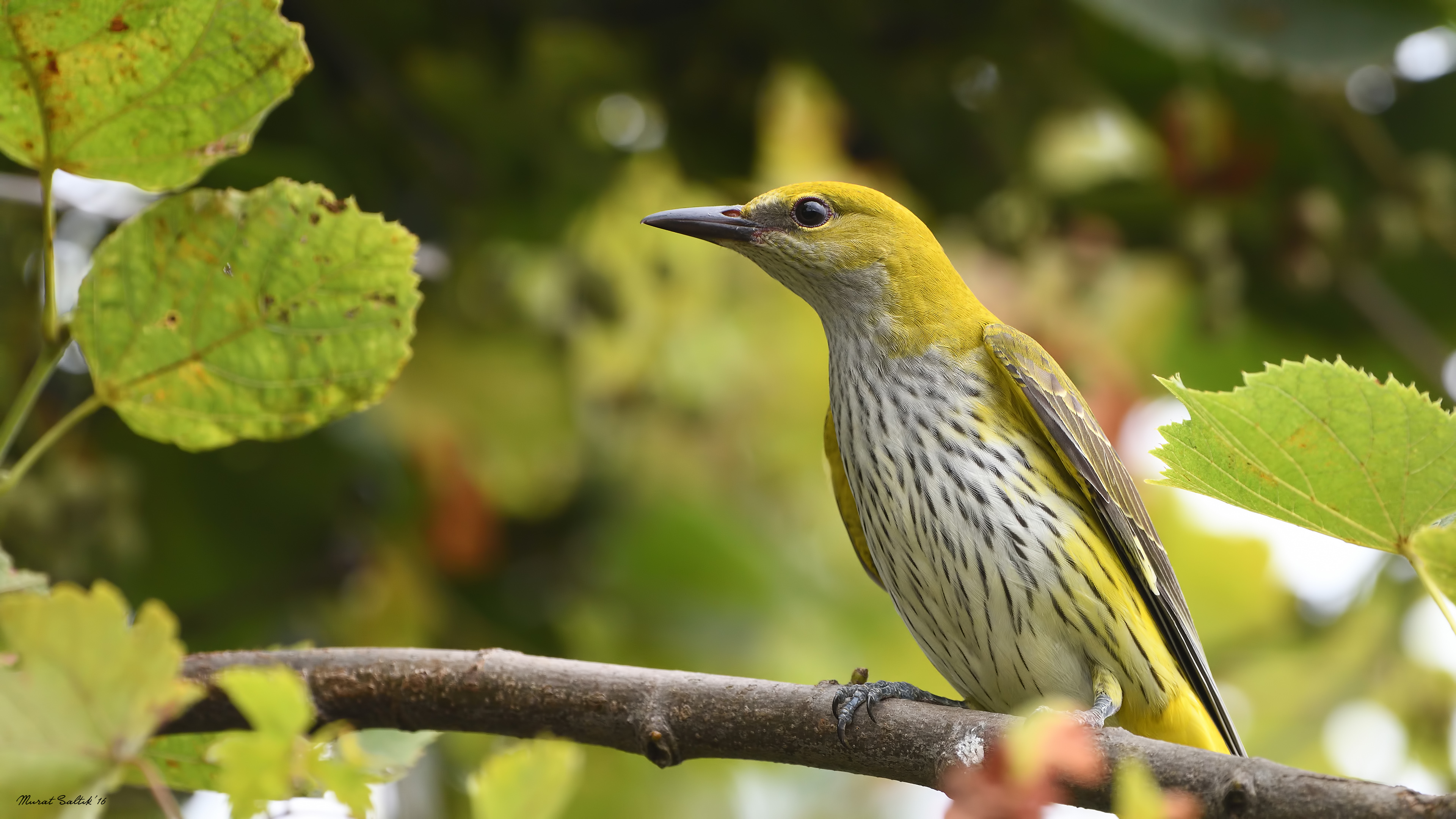 Sarıasma » Eurasian Golden Oriole » Oriolus oriolus