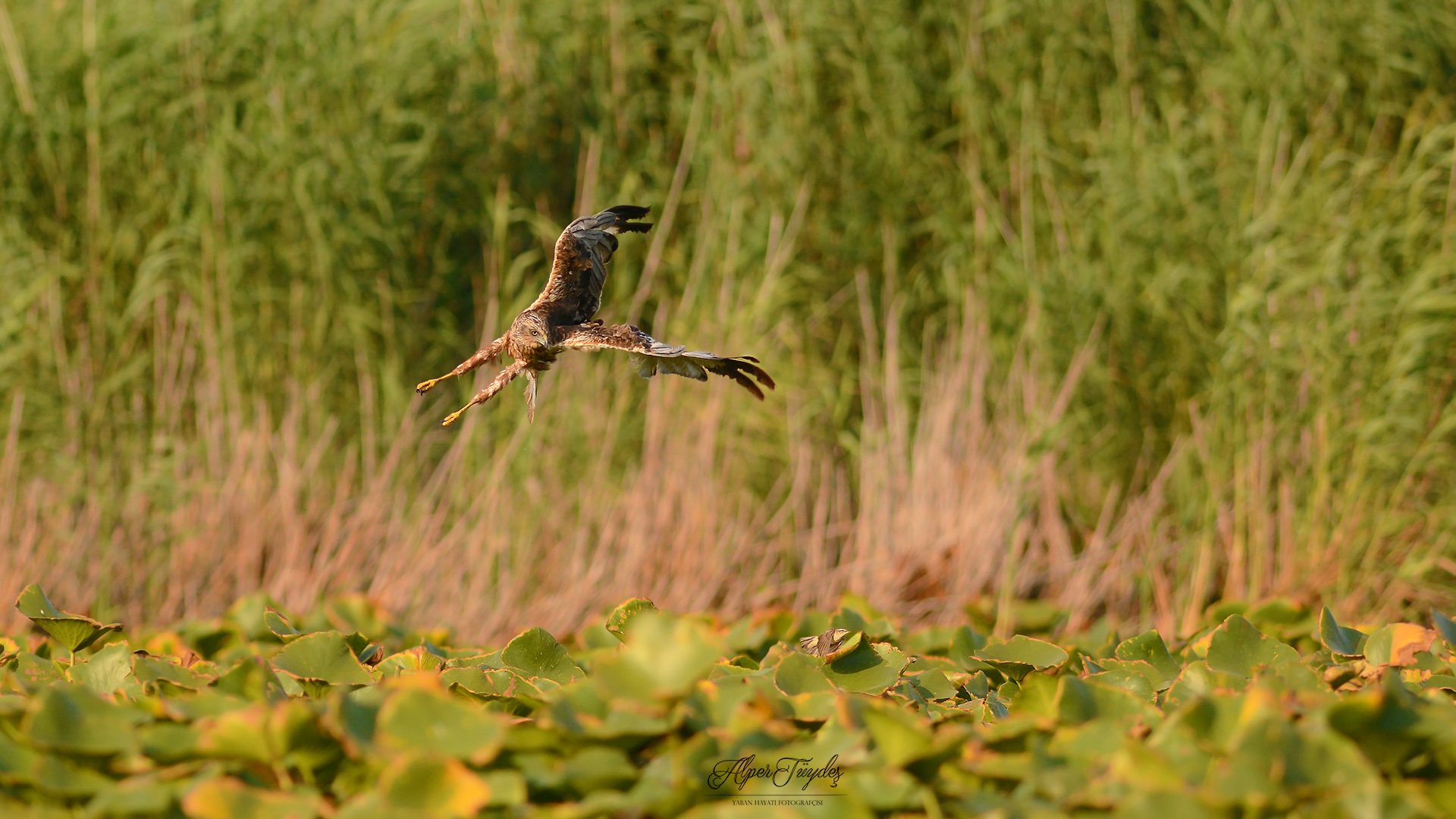 Kındıra kamışçını » Sedge Warbler » Acrocephalus schoenobaenus