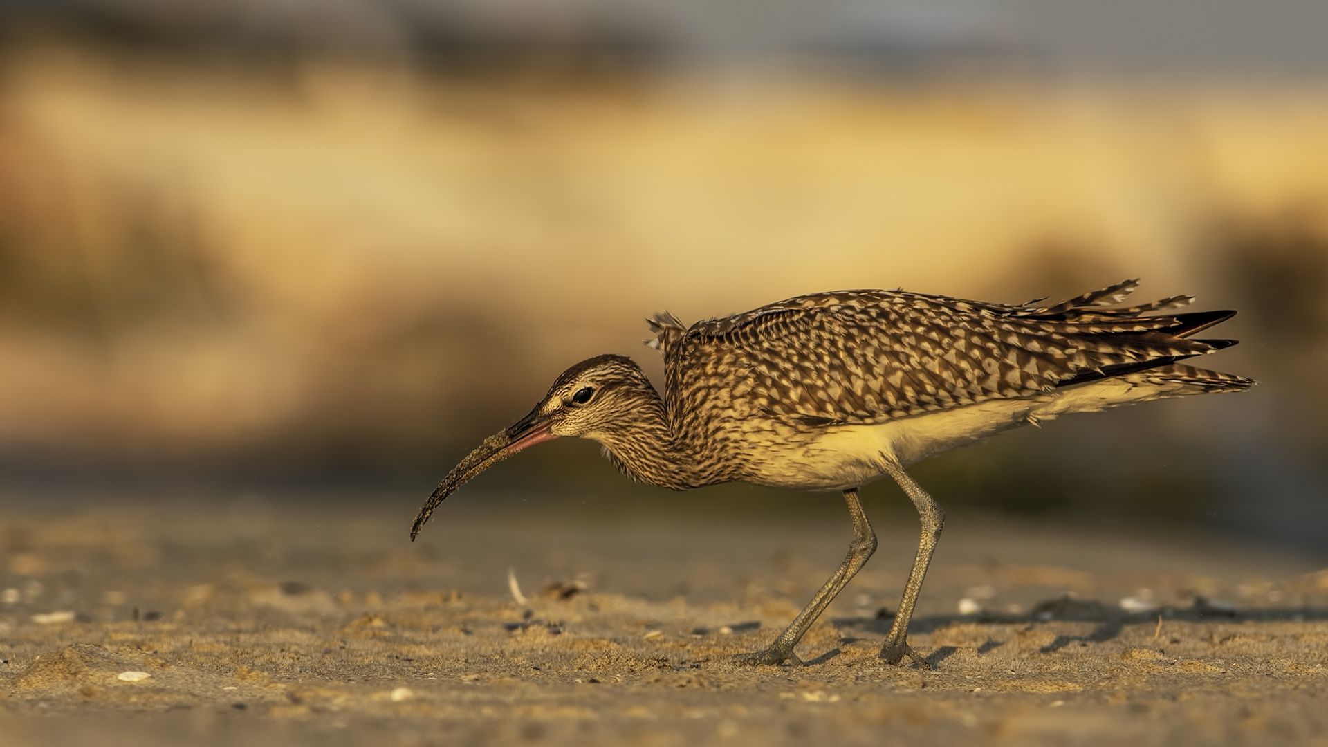 Sürmeli kervançulluğu » Whimbrel » Numenius phaeopus