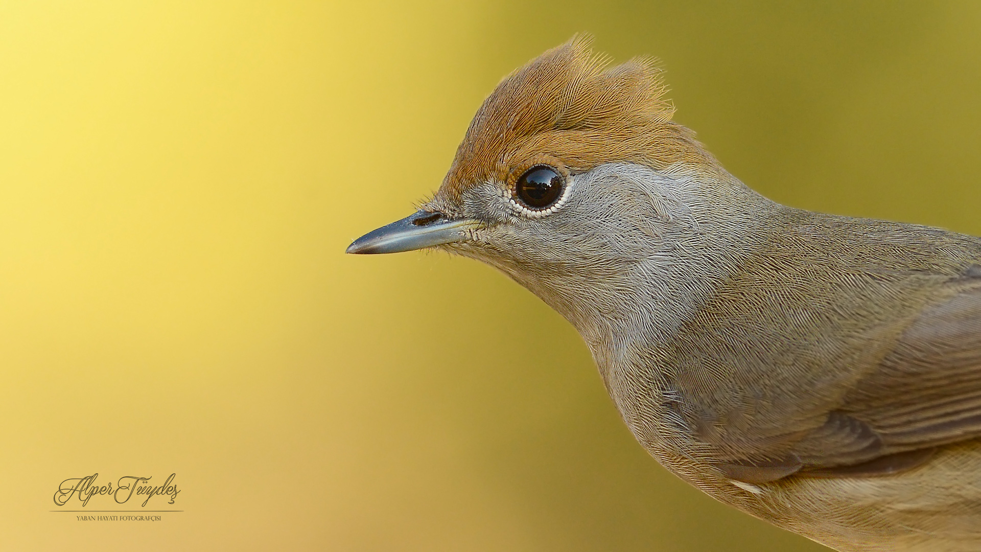 Karabaşlı ötleğen » Eurasian Blackcap » Sylvia atricapilla