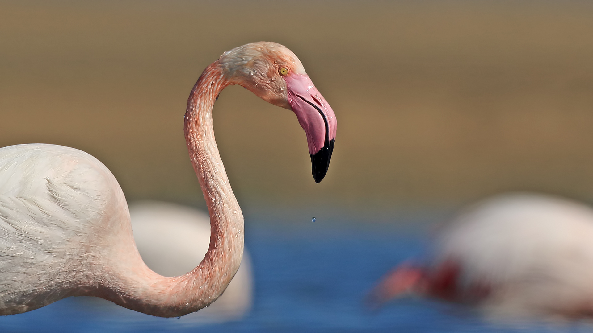 Flamingo