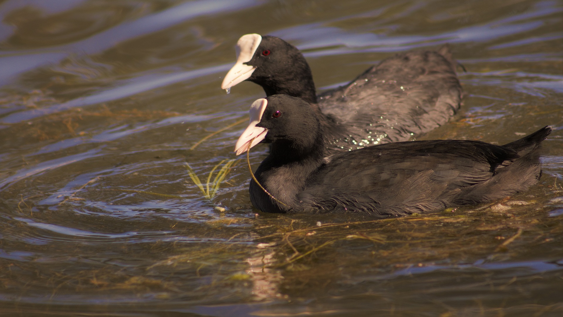 Sakarmeke » Eurasian Coot » Fulica atra