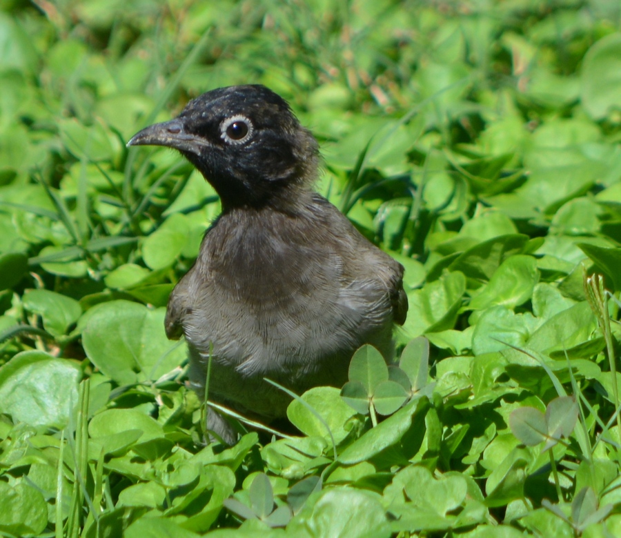 Arapbülbülü