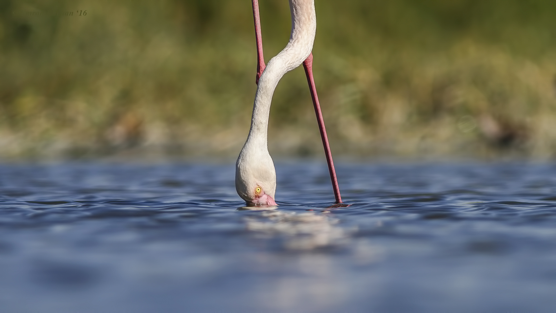 Flamingo