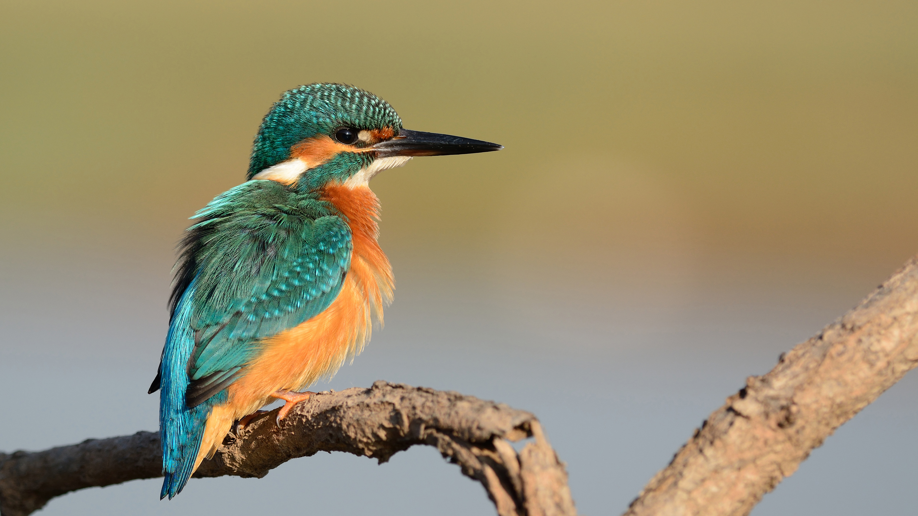 Yalıçapkını » Common Kingfisher » Alcedo atthis