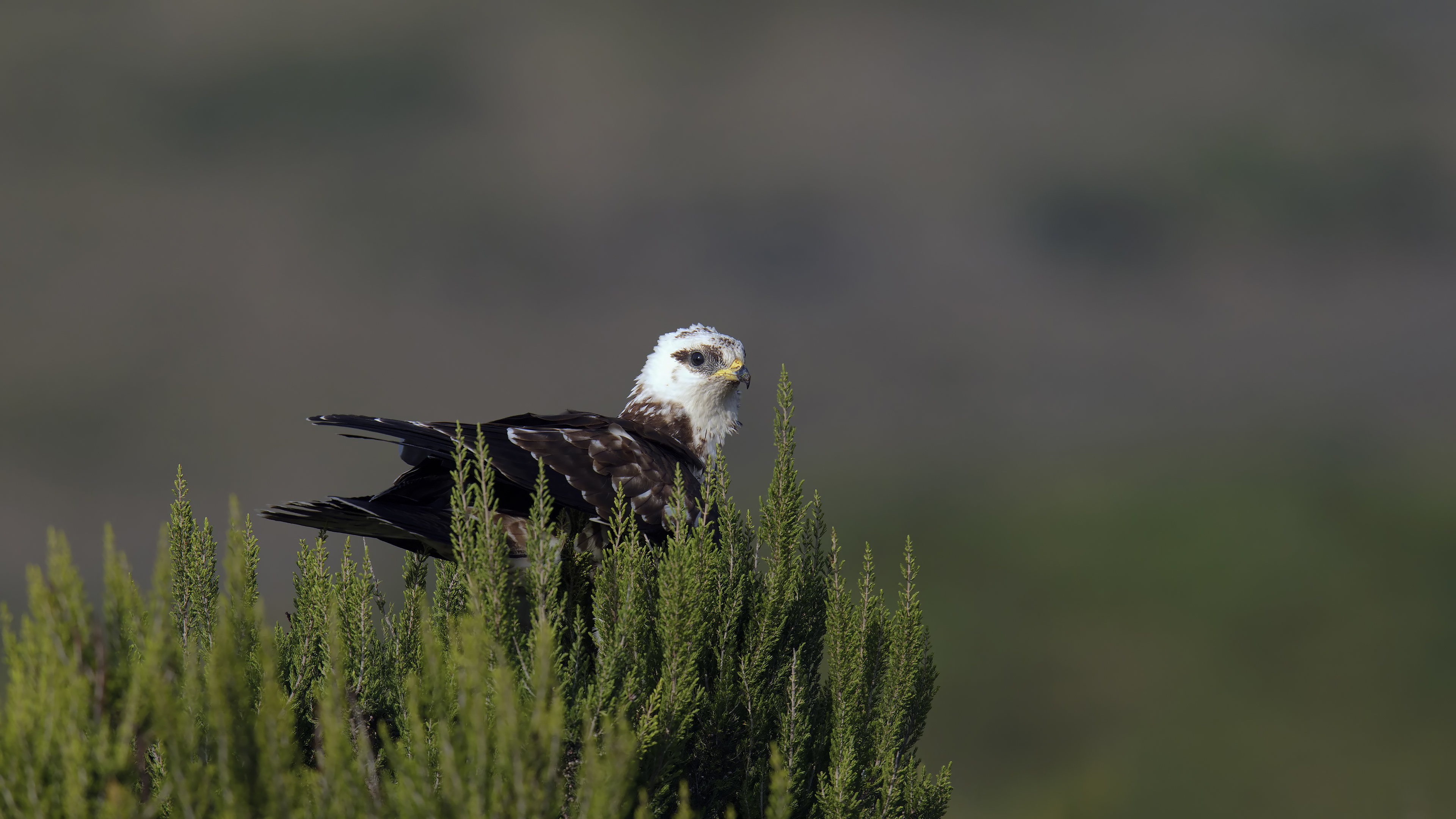 Arı şahini » European Honey Buzzard » Pernis apivorus