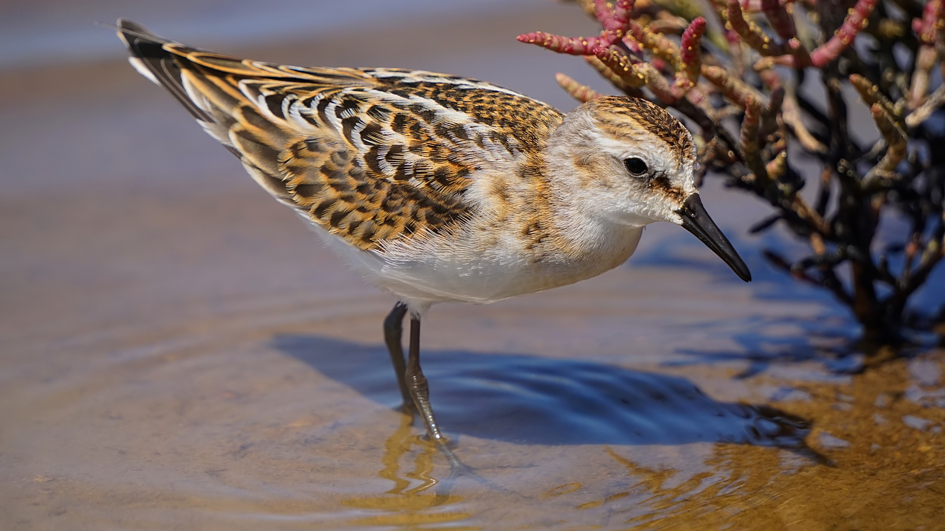 Küçük kumkuşu » Little Stint » Calidris minuta