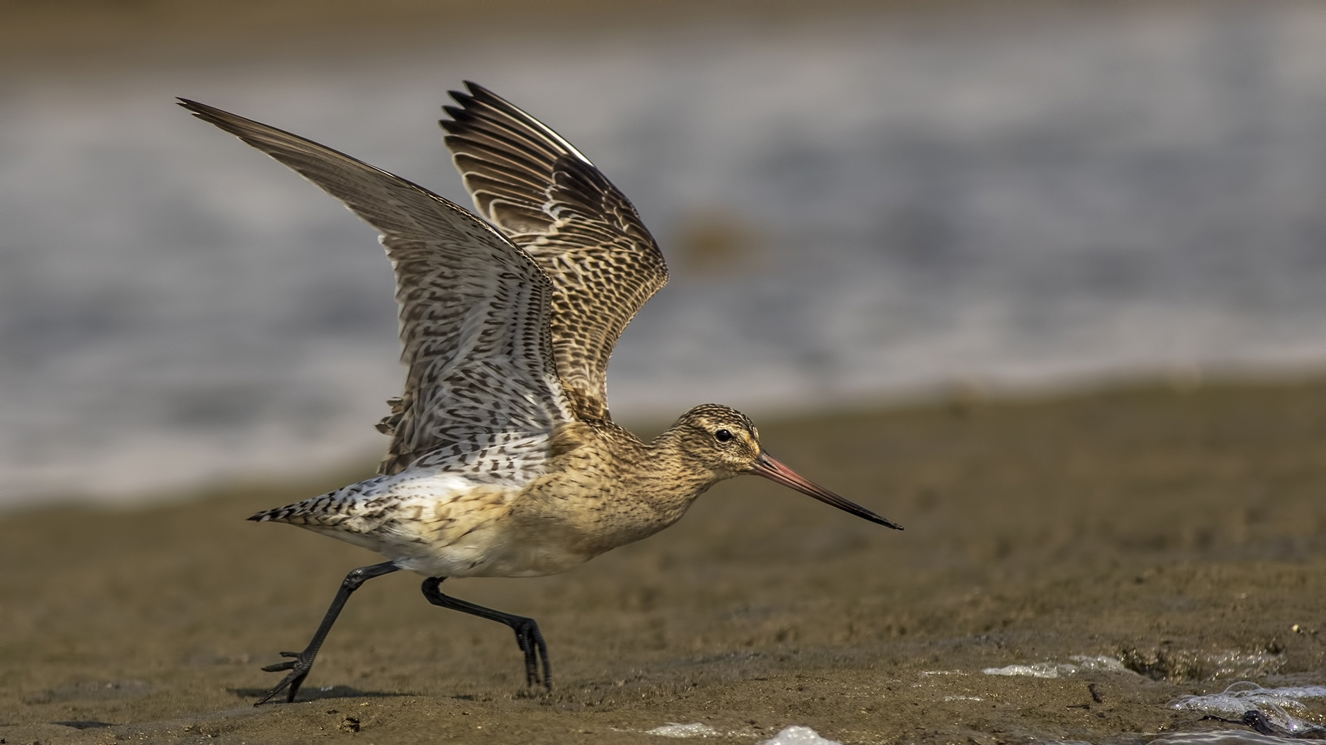 Kıyı çamurçulluğu » Bar-tailed Godwit » Limosa lapponica