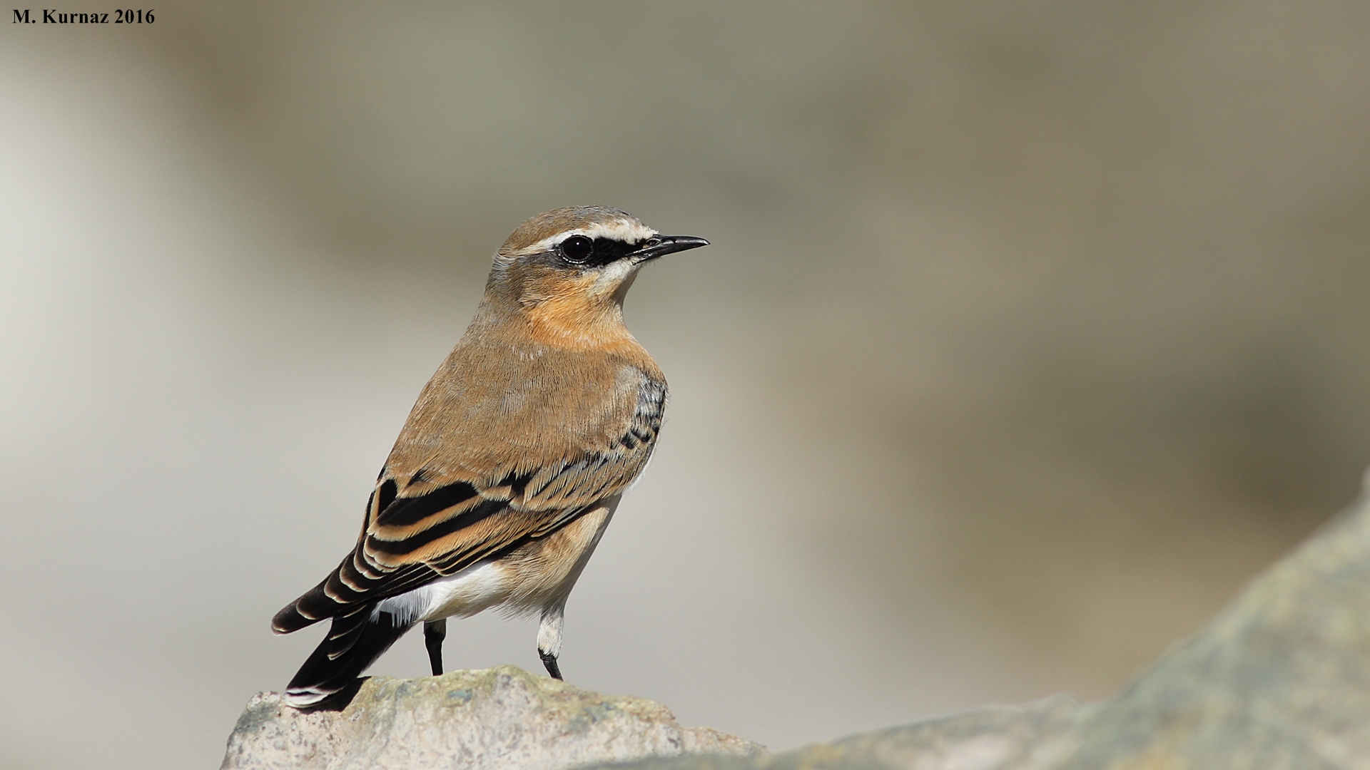 Kuyrukkakan » Northern Wheatear » Oenanthe oenanthe