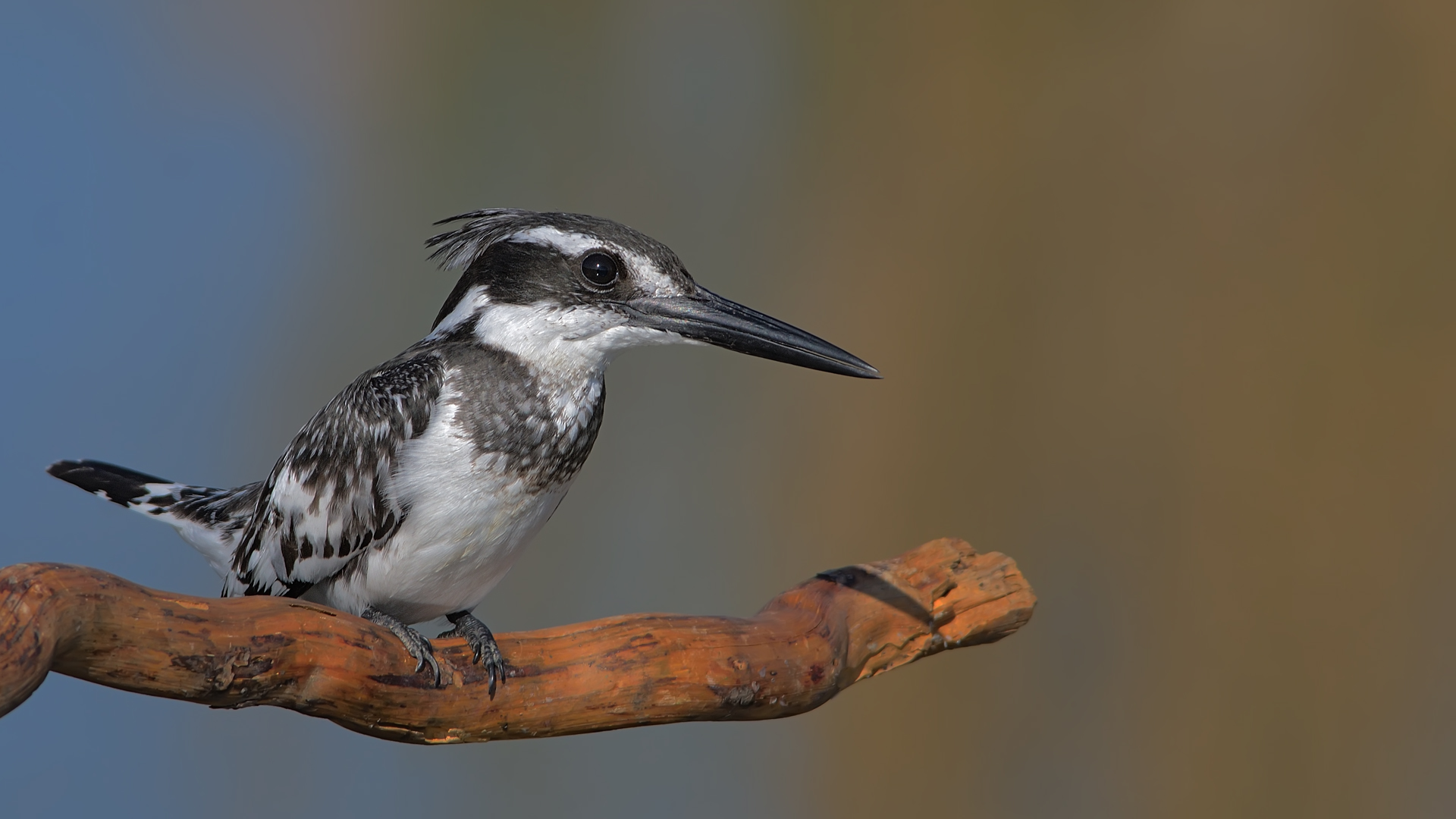 Alaca yalıçapkını » Pied Kingfisher » Ceryle rudis