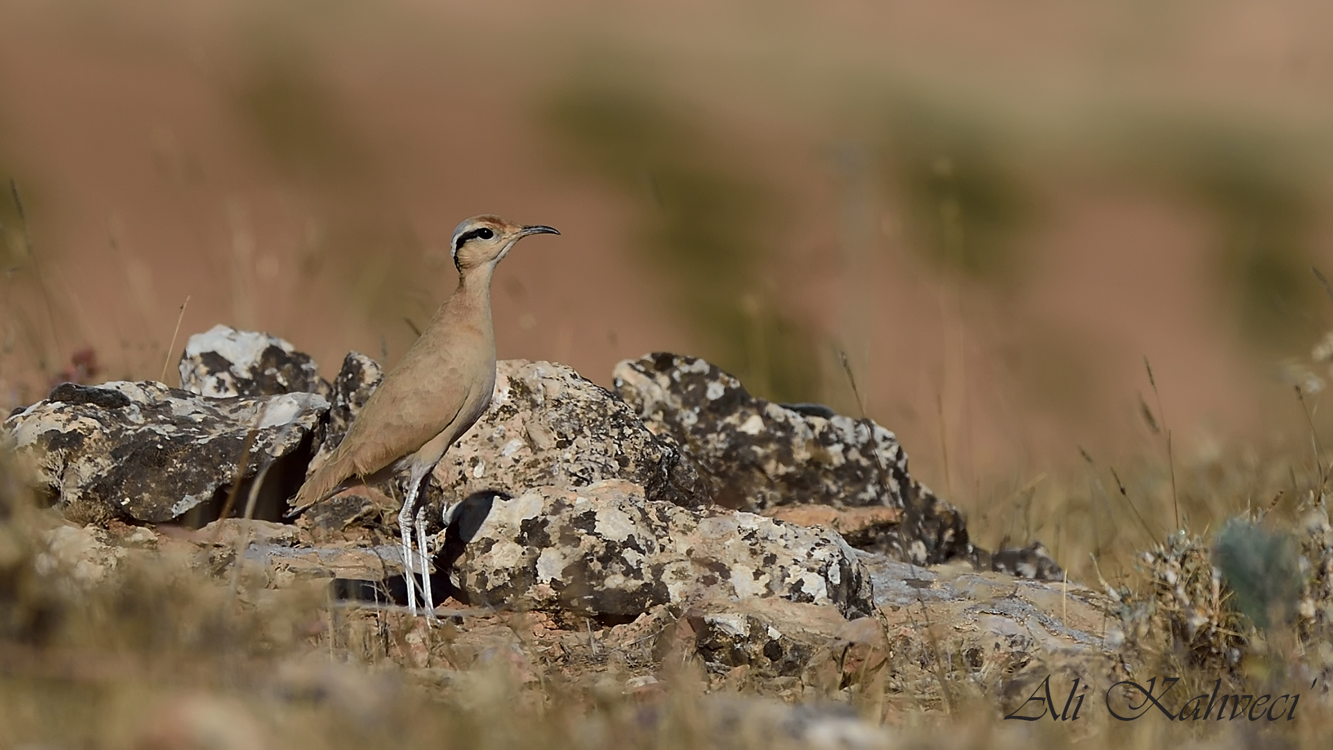 Çölkoşarı » Cream-colored Courser » Cursorius cursor