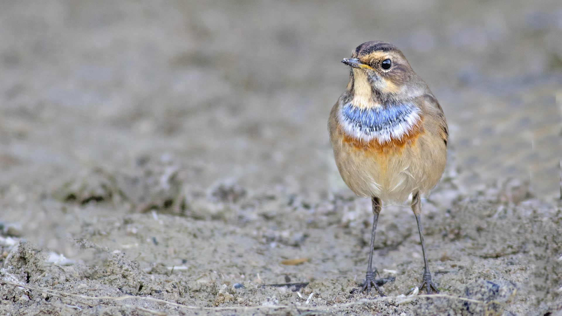 Mavigerdan » Bluethroat » Luscinia svecica