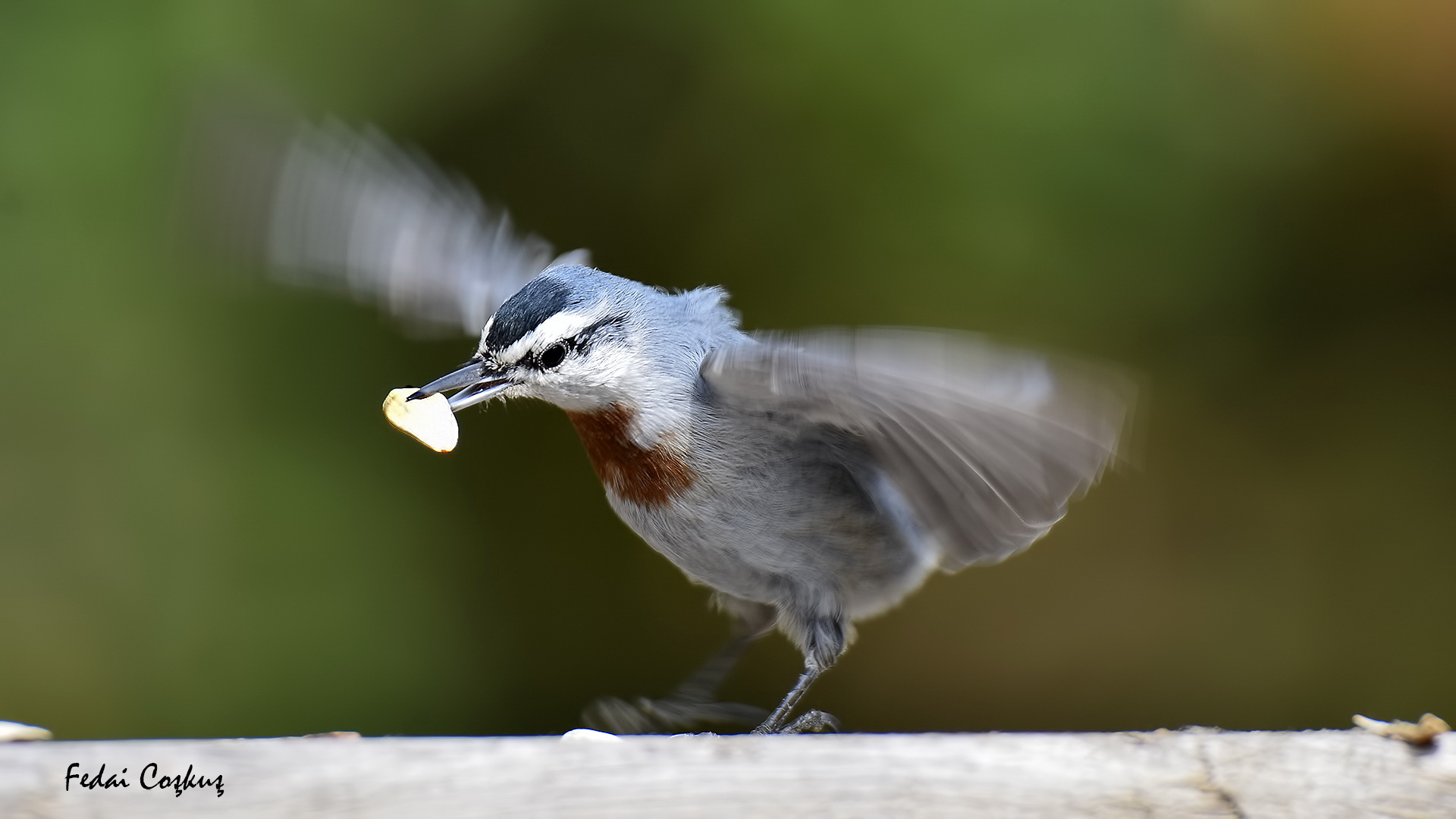 Anadolu sıvacısı » Krüper`s Nuthatch » Sitta krueperi