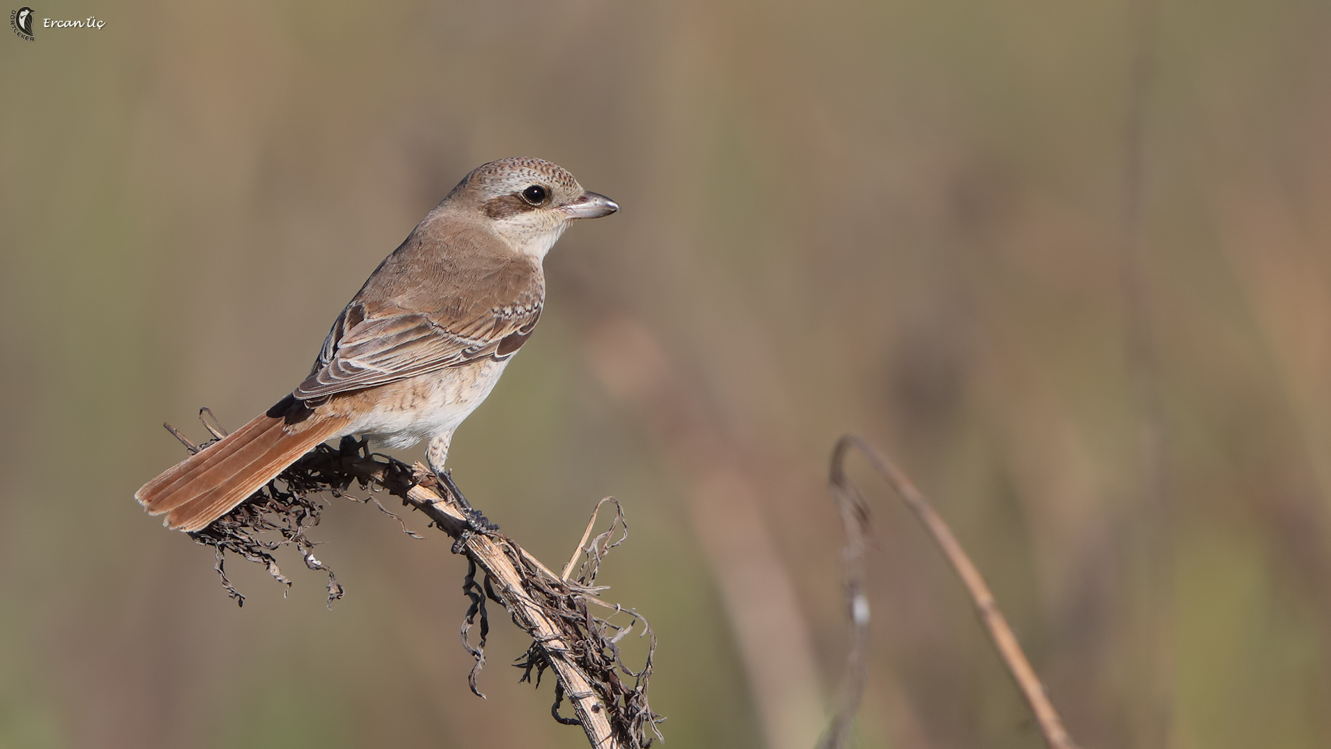 Türkistan örümcekkuşu » Red-tailed Shrike » Lanius phoenicuroides