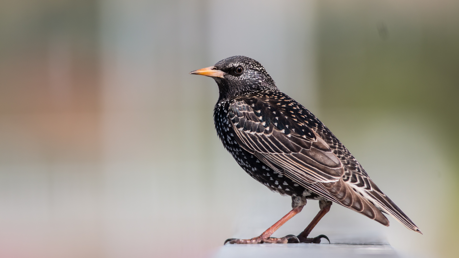 Sığırcık » Common Starling » Sturnus vulgaris