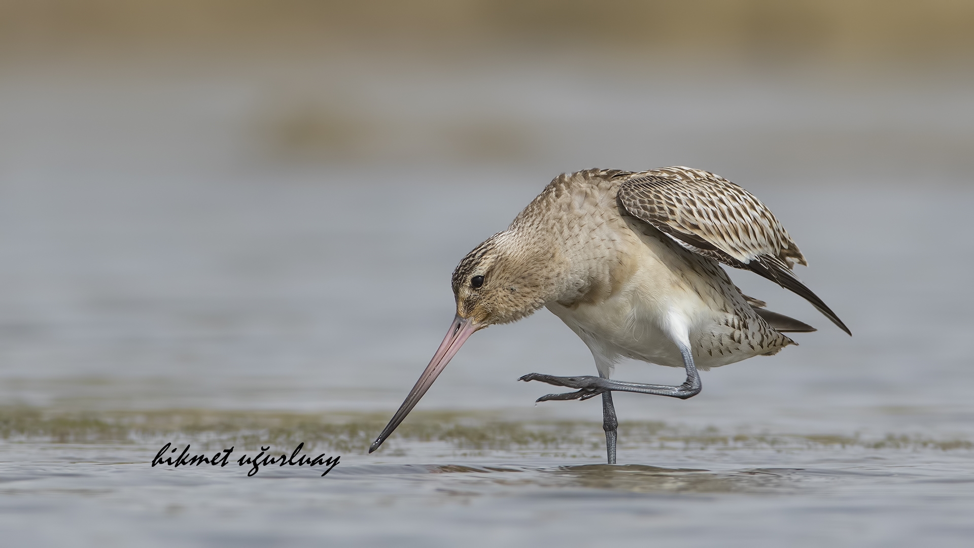 Kıyı çamurçulluğu » Bar-tailed Godwit » Limosa lapponica